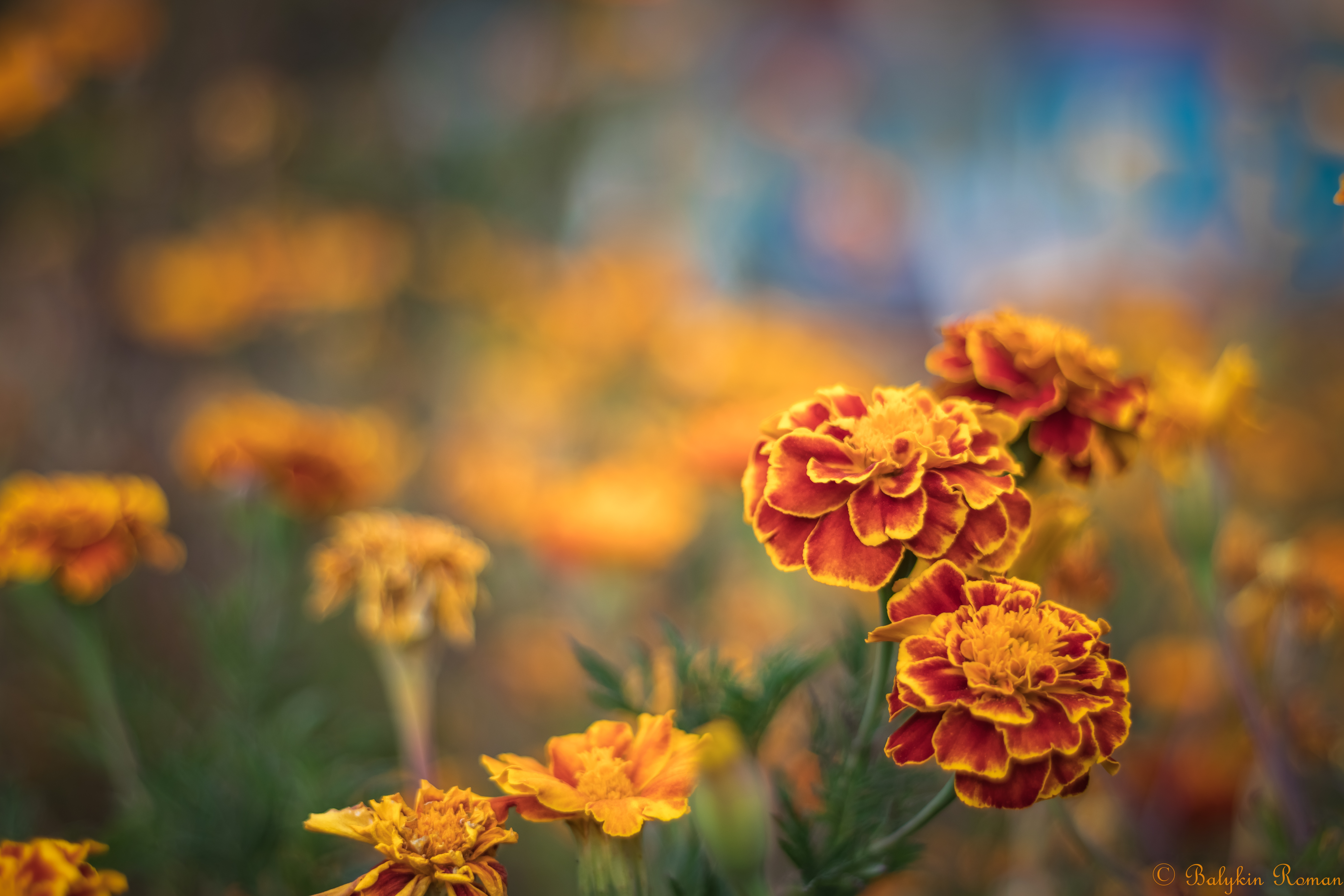 Download mobile wallpaper Flowers, Flower, Earth, Marigold, Orange Flower for free.