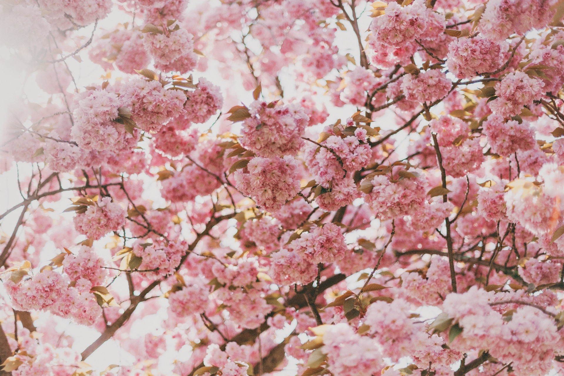 Téléchargez des papiers peints mobile Fleurs, Floraison, Fleur De Cerisier, Terre/nature gratuitement.