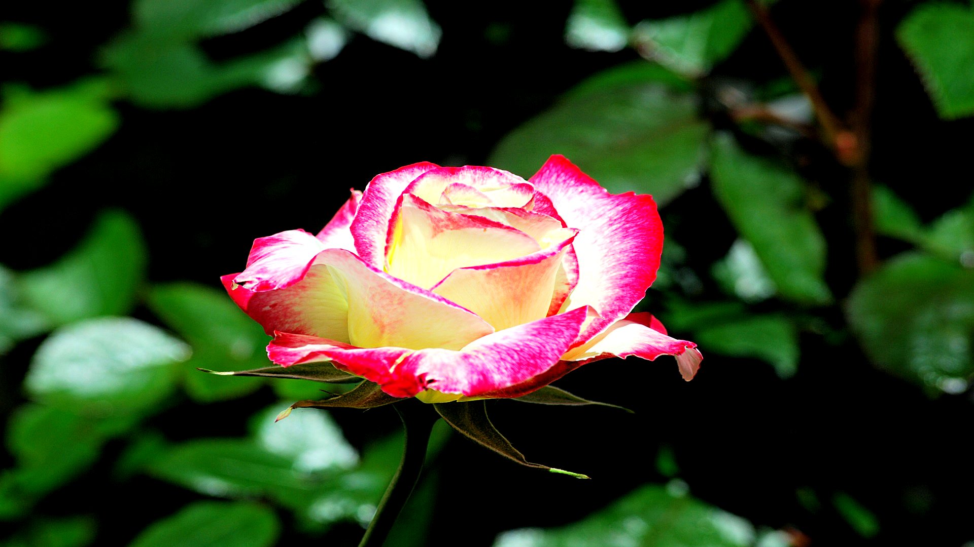 Baixe gratuitamente a imagem Flores, Rosa, Terra/natureza na área de trabalho do seu PC