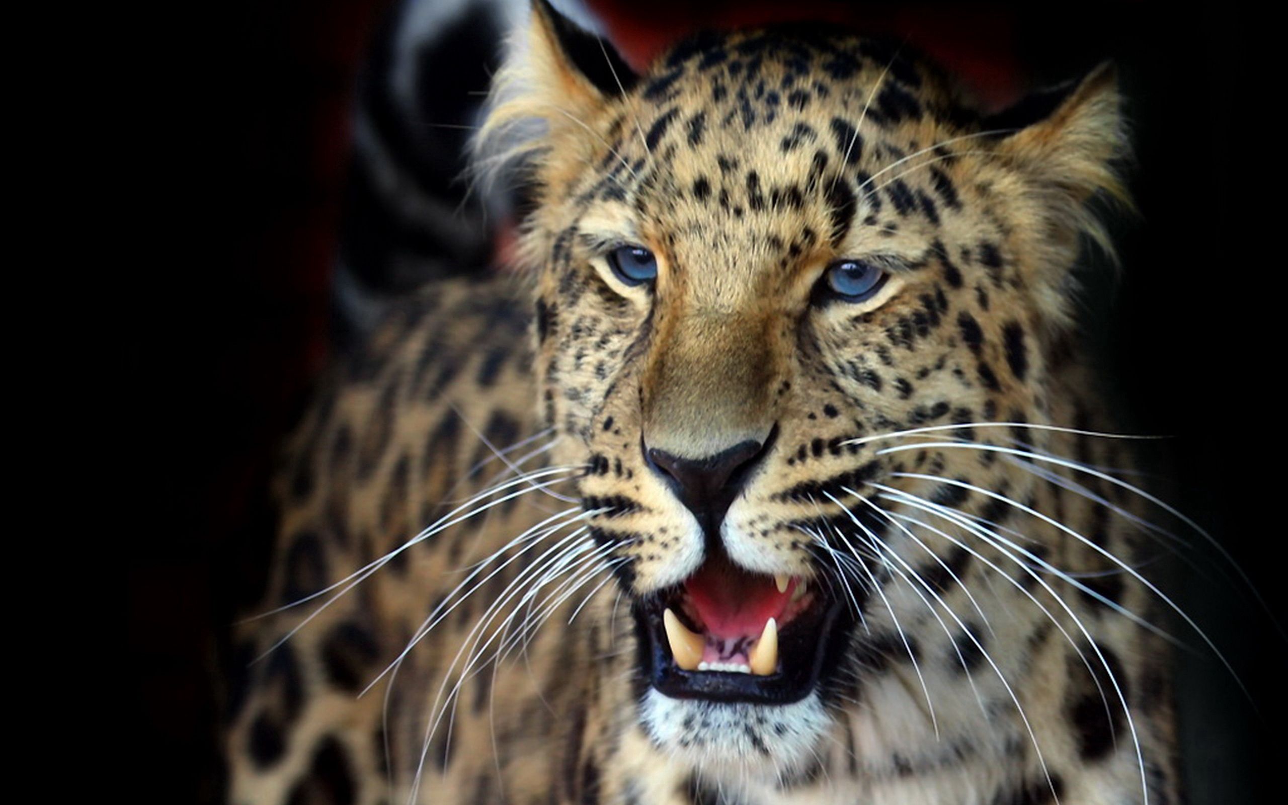69102 скачать картинку взгляд, животные, леопард, агрессия, морда, хищник - обои и заставки бесплатно