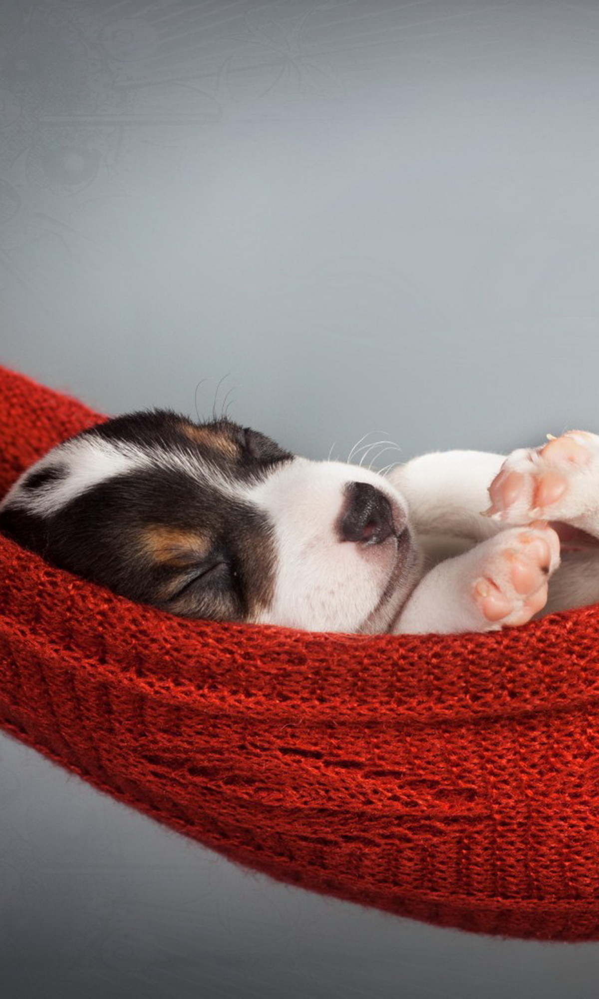 Téléchargez des papiers peints mobile Animaux, Chiens, Chien, Chiot gratuitement.