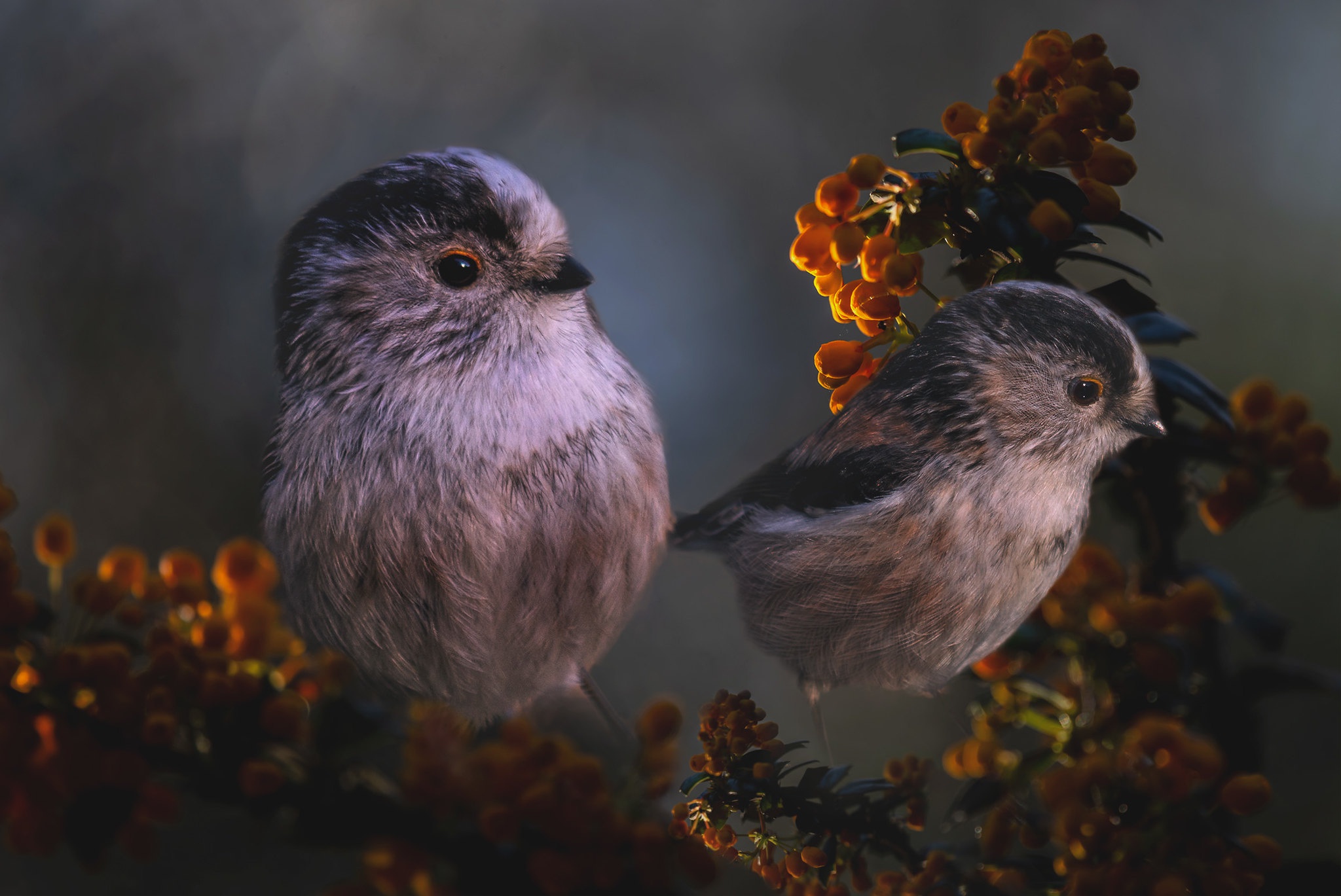 Download mobile wallpaper Birds, Flower, Bird, Animal, Titmouse, American Bushtit for free.
