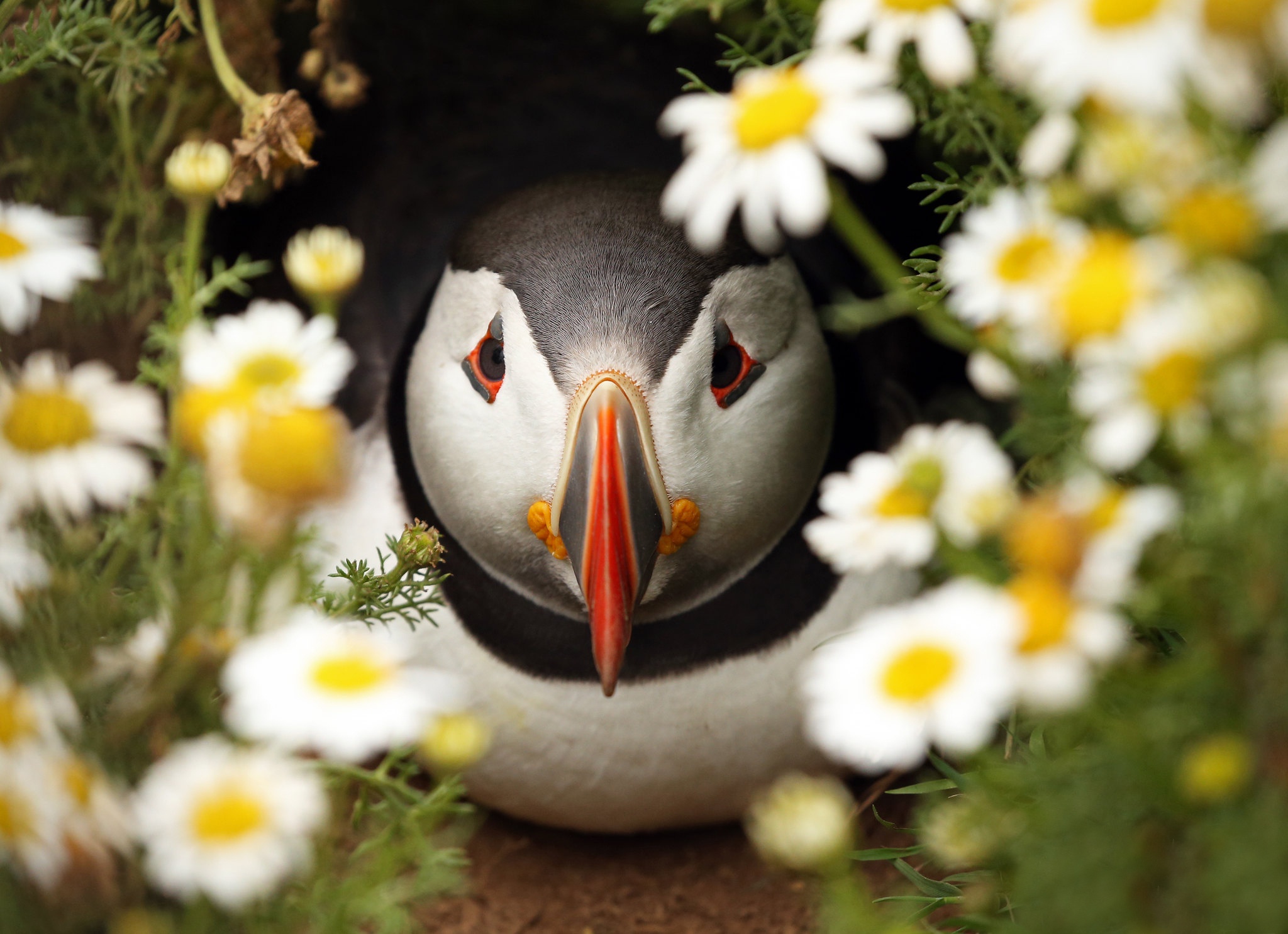 Download mobile wallpaper Birds, Flower, Bird, Animal, Puffin for free.