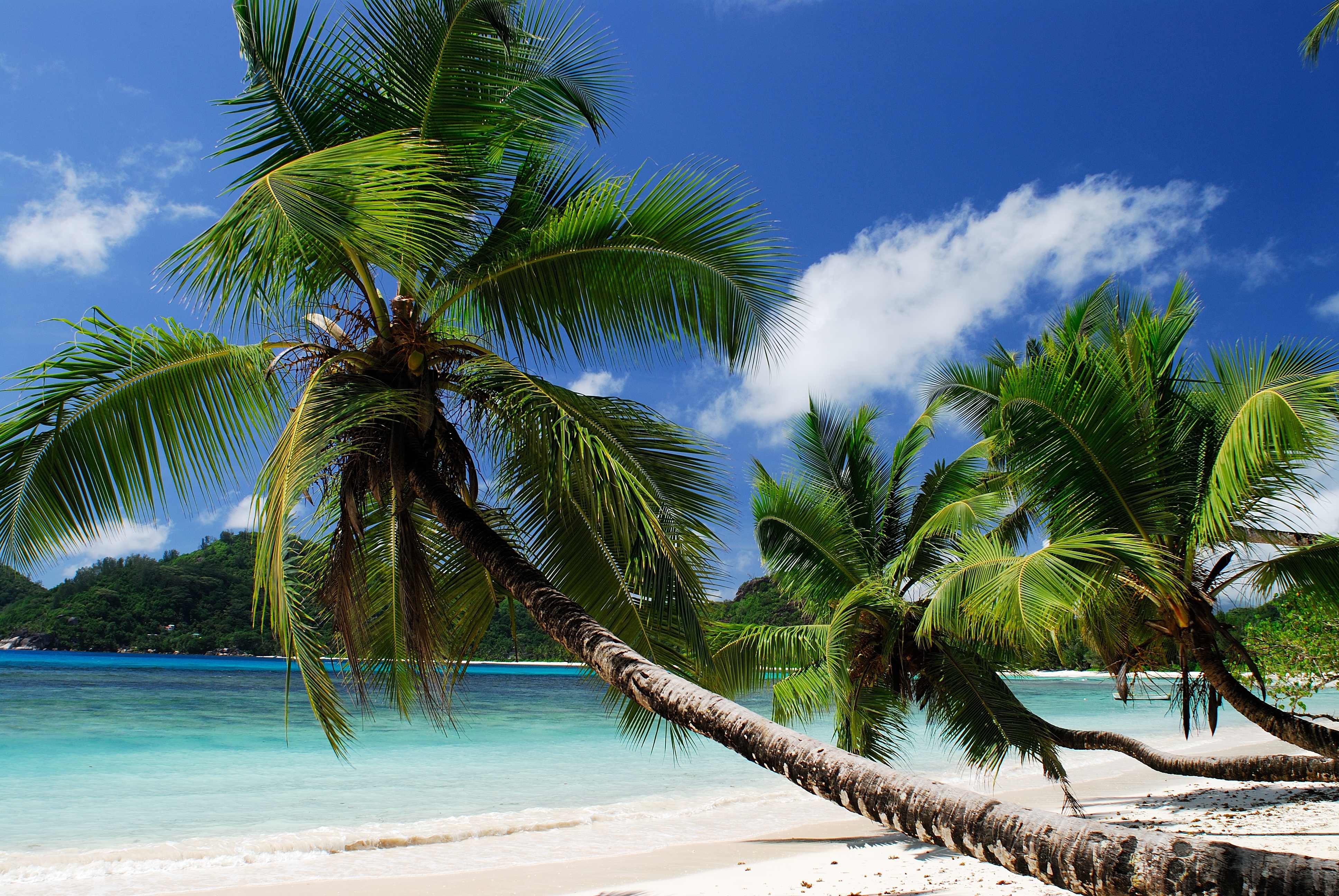 147136 télécharger l'image plage, sable, palms, tropiques, mer, nature, sablonneux - fonds d'écran et économiseurs d'écran gratuits