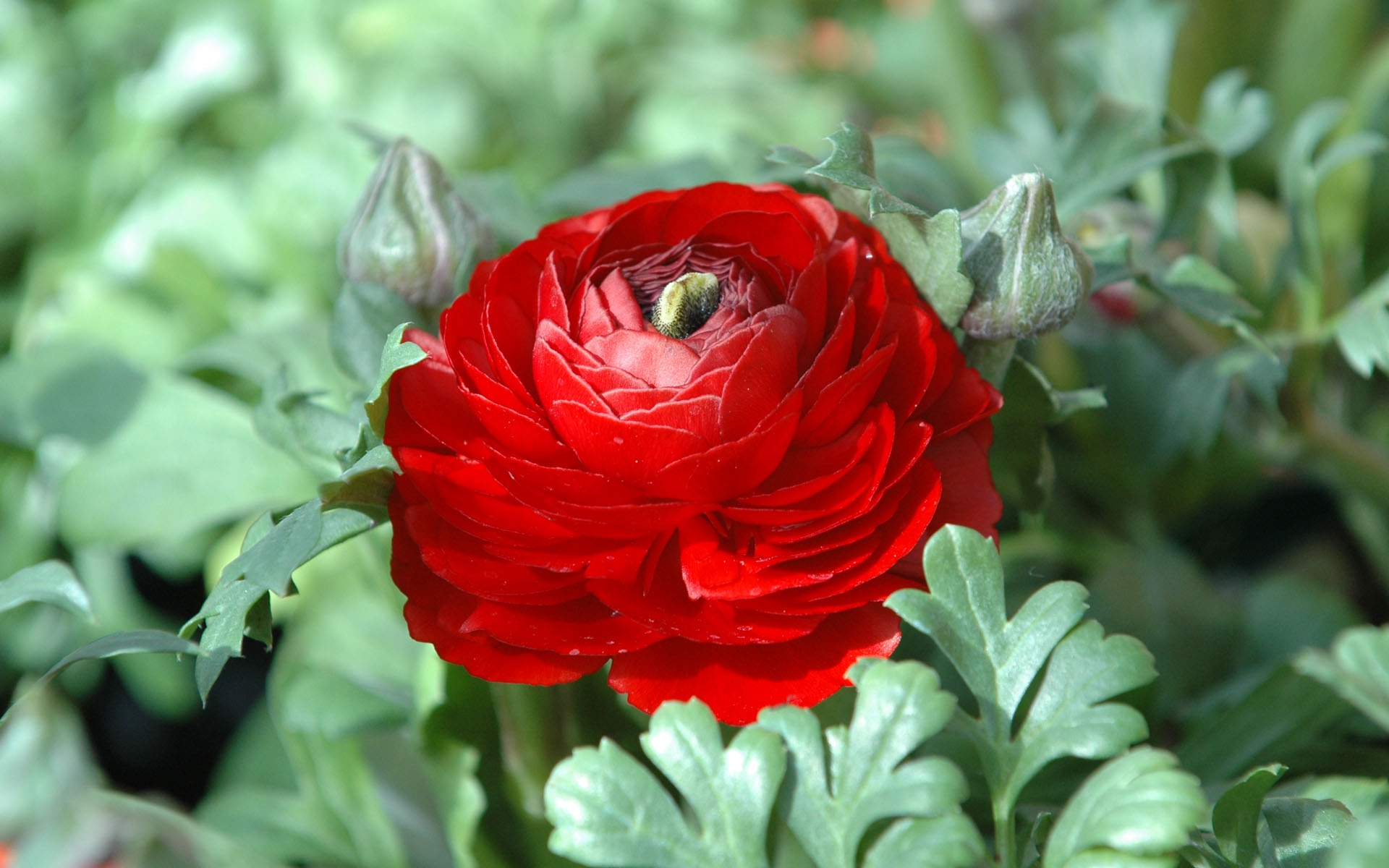 Laden Sie das Blume, Erde/natur-Bild kostenlos auf Ihren PC-Desktop herunter