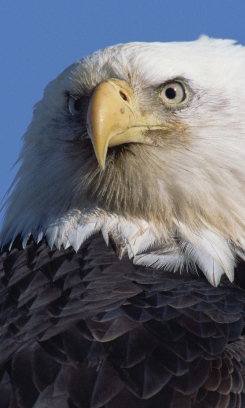 Download mobile wallpaper Birds, Animal, Eagle for free.