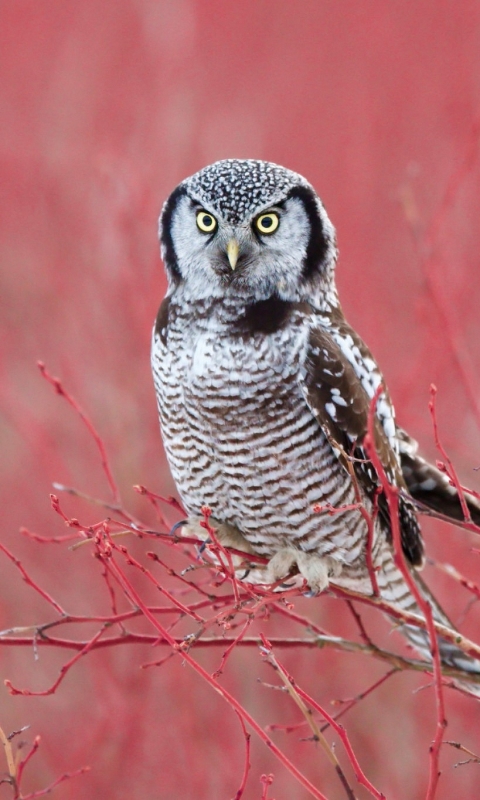 Descarga gratuita de fondo de pantalla para móvil de Animales, Búho, Pájaro, Rama, Aves, Ave.