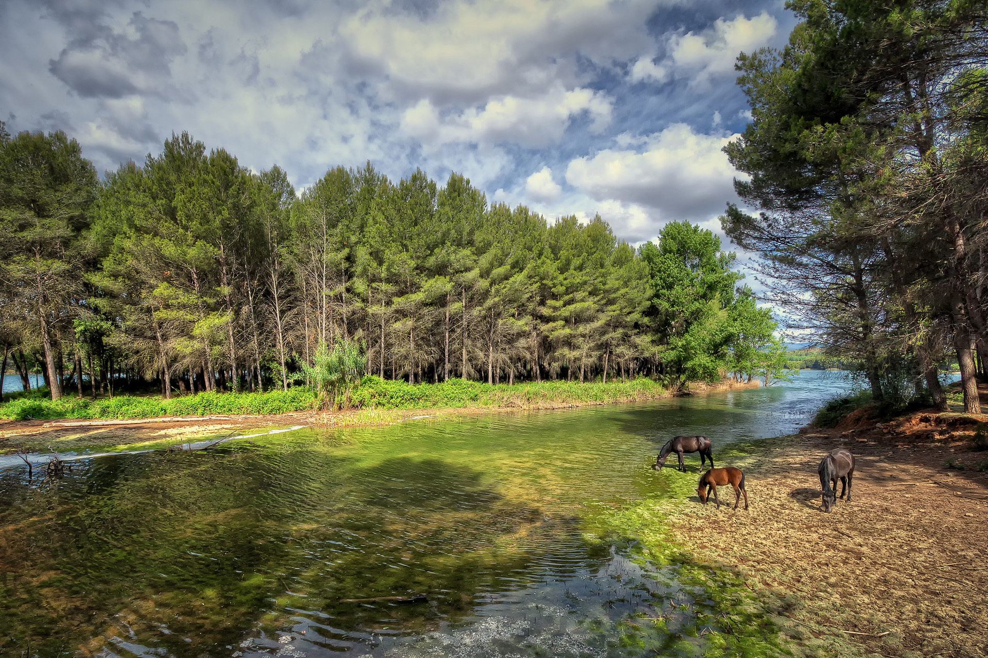 Free download wallpaper Animals, Rivers, Trees, Landscape, Horses on your PC desktop