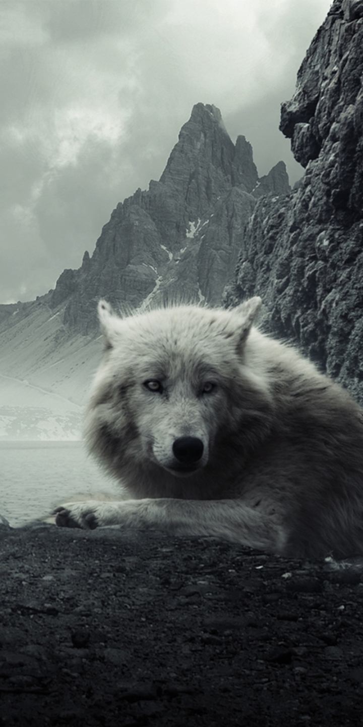 無料モバイル壁紙動物, オオカミ, 山, 狼, 白いオオカミをダウンロードします。