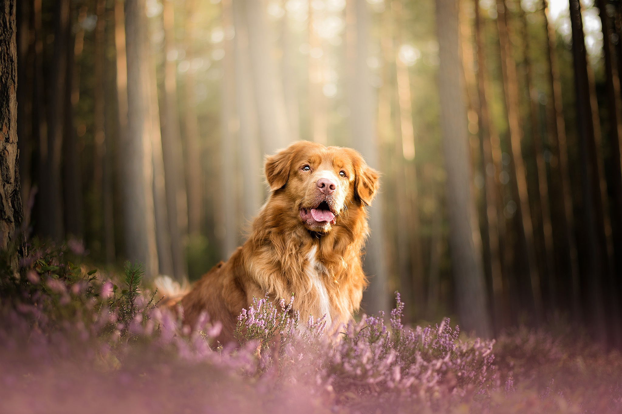 431153 descargar fondo de pantalla perro, animales, retriever de nueva escocia, profundidad de campo, perros: protectores de pantalla e imágenes gratis