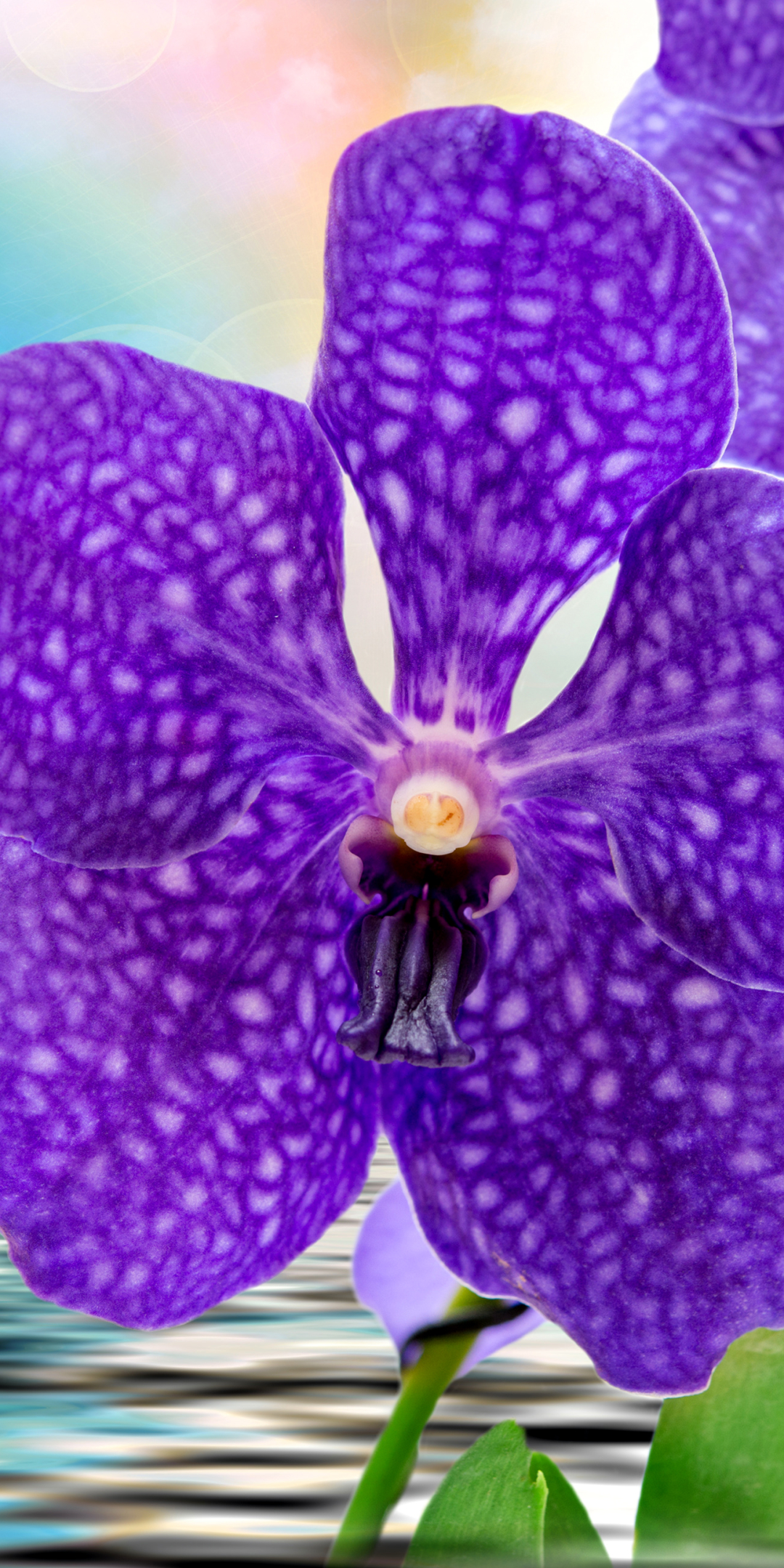 Descarga gratuita de fondo de pantalla para móvil de Flores, Flor, Orquídea, Flor Purpura, Tierra/naturaleza.