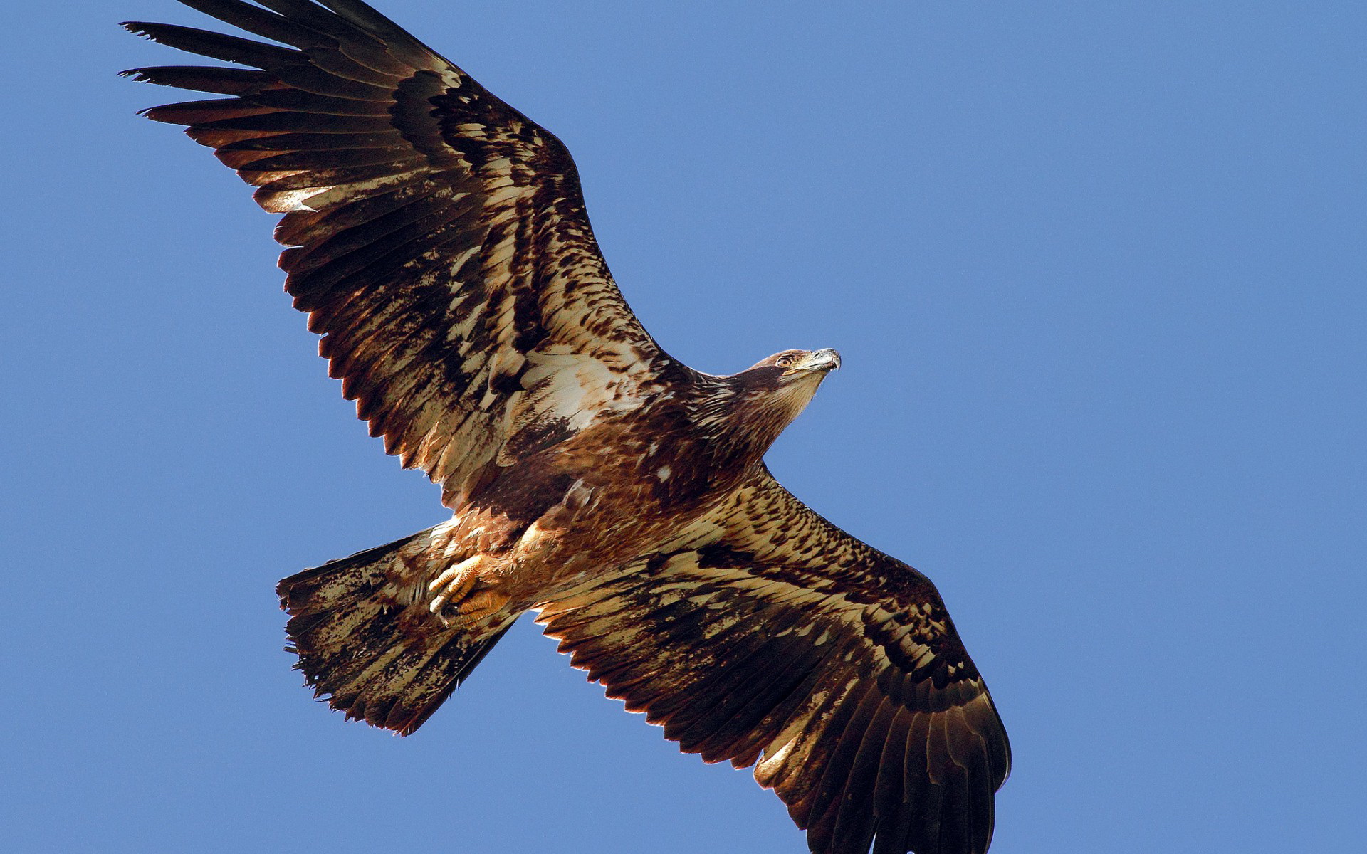 Téléchargez des papiers peints mobile Aigle, Des Oiseaux, Animaux gratuitement.