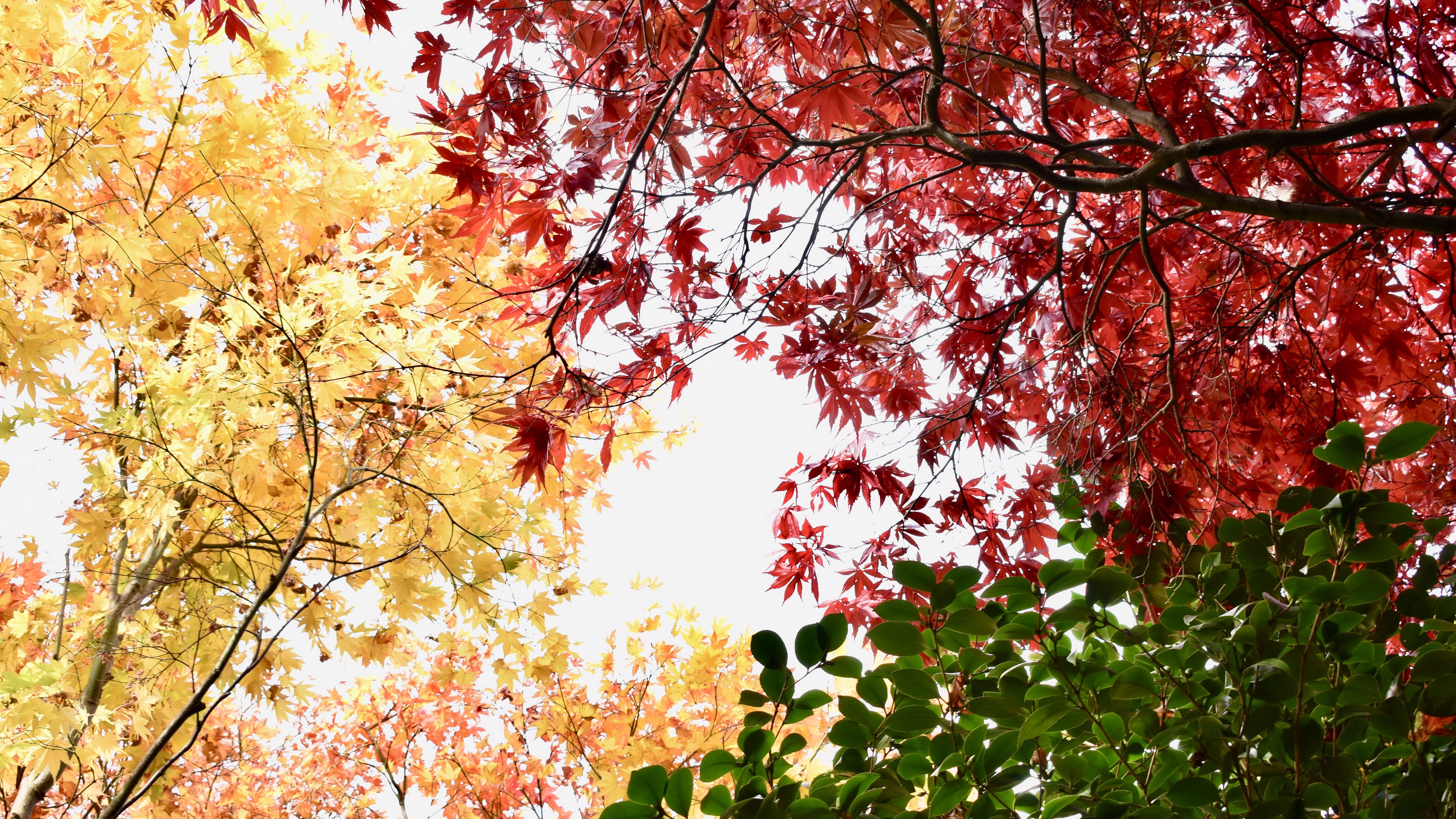 Free download wallpaper Tree, Leaf, Fall, Branch, Earth on your PC desktop