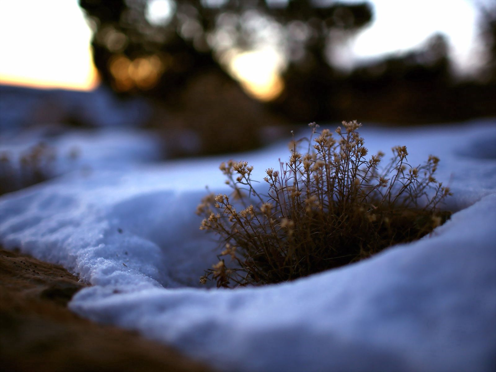 Free download wallpaper Flowers, Grass, Snow, Nature on your PC desktop