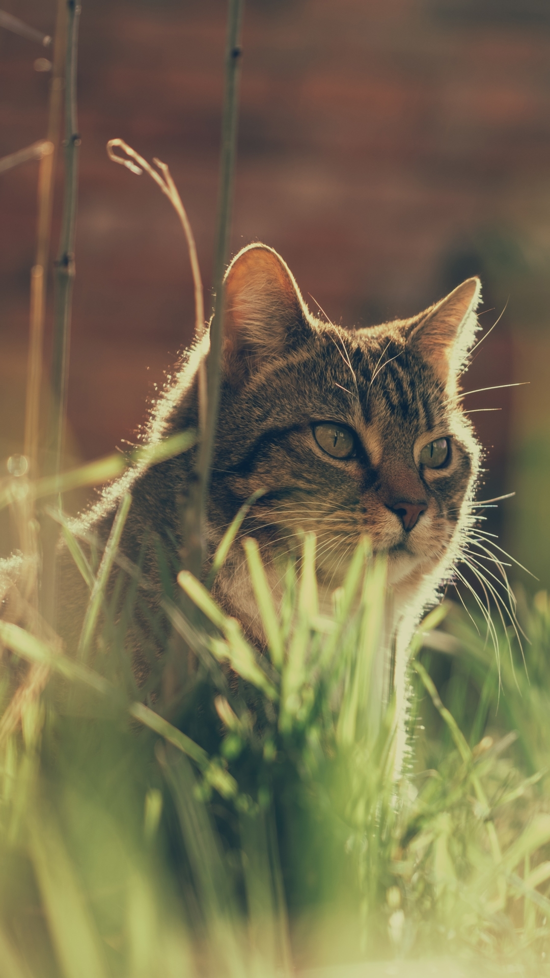 Baixar papel de parede para celular de Animais, Gatos, Gato gratuito.