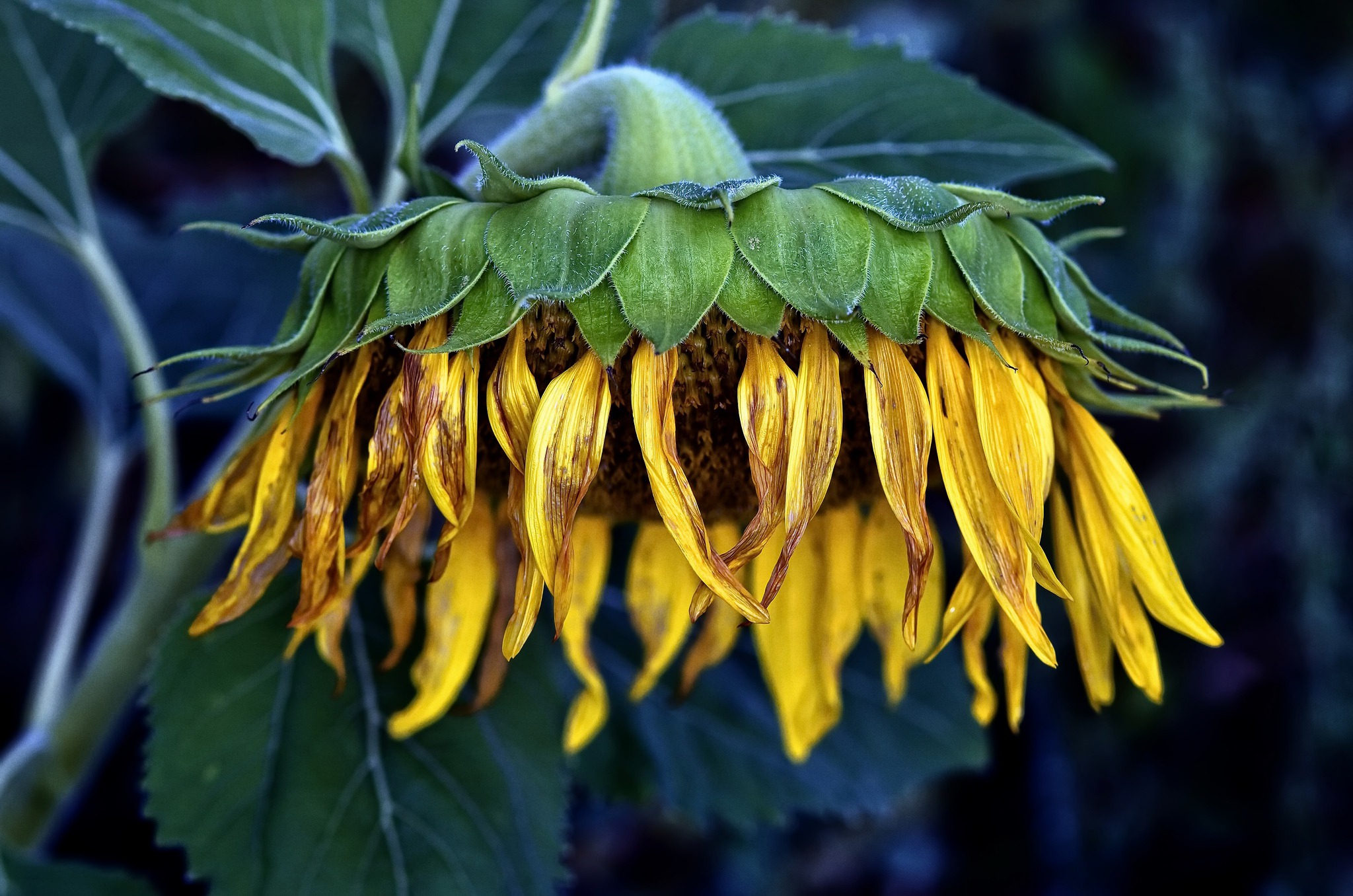 Laden Sie das Blumen, Blume, Sonnenblume, Gelbe Blume, Erde/natur-Bild kostenlos auf Ihren PC-Desktop herunter