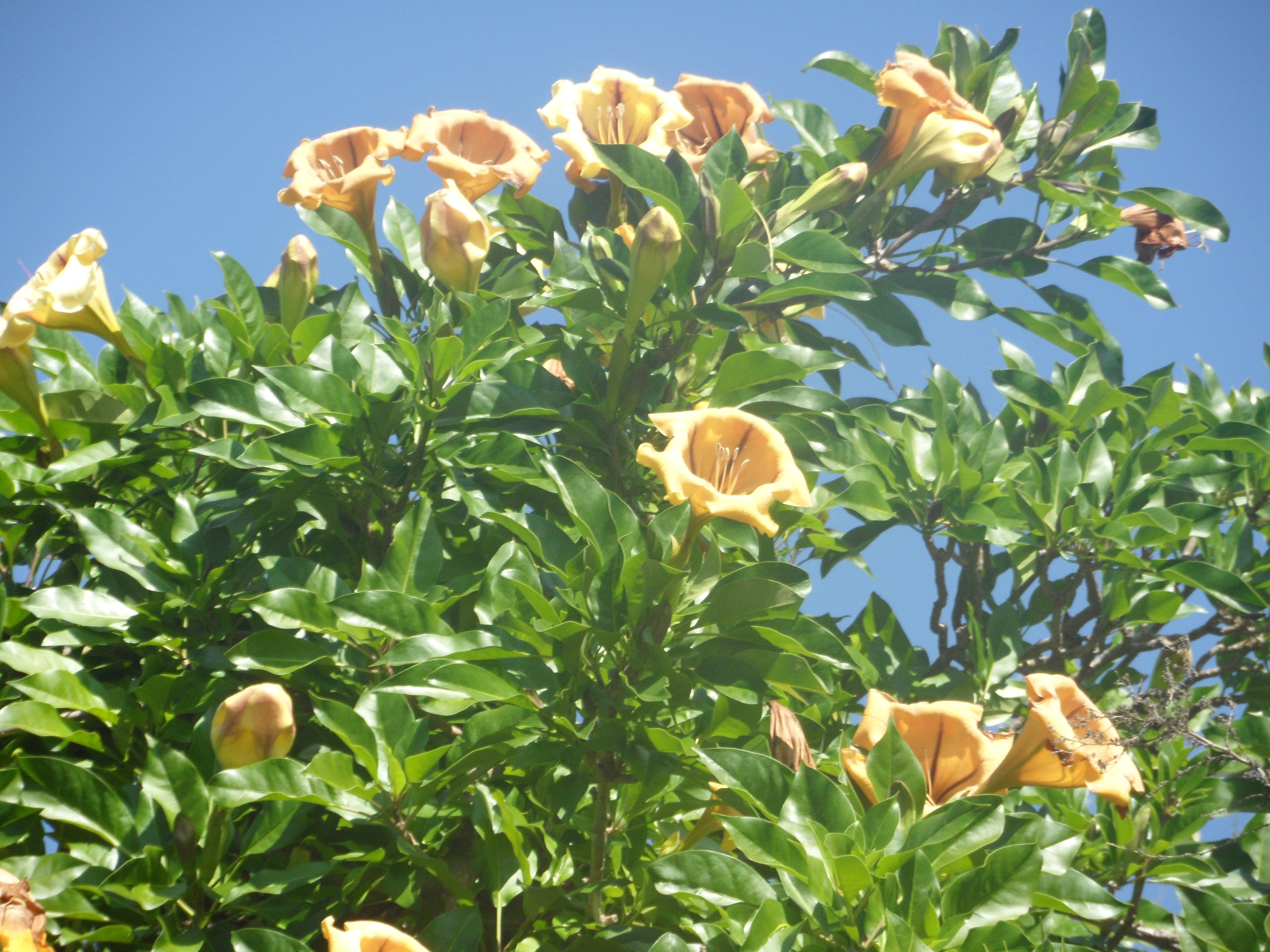 Baixe gratuitamente a imagem Flores, Flor, Terra/natureza na área de trabalho do seu PC