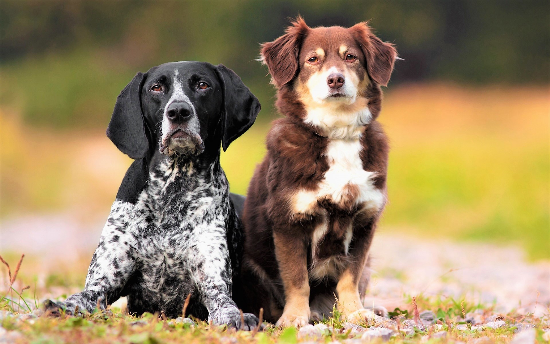 Téléchargez des papiers peints mobile Animaux, Chiens, Chien, Museau, Regard, Pointeur Anglais gratuitement.