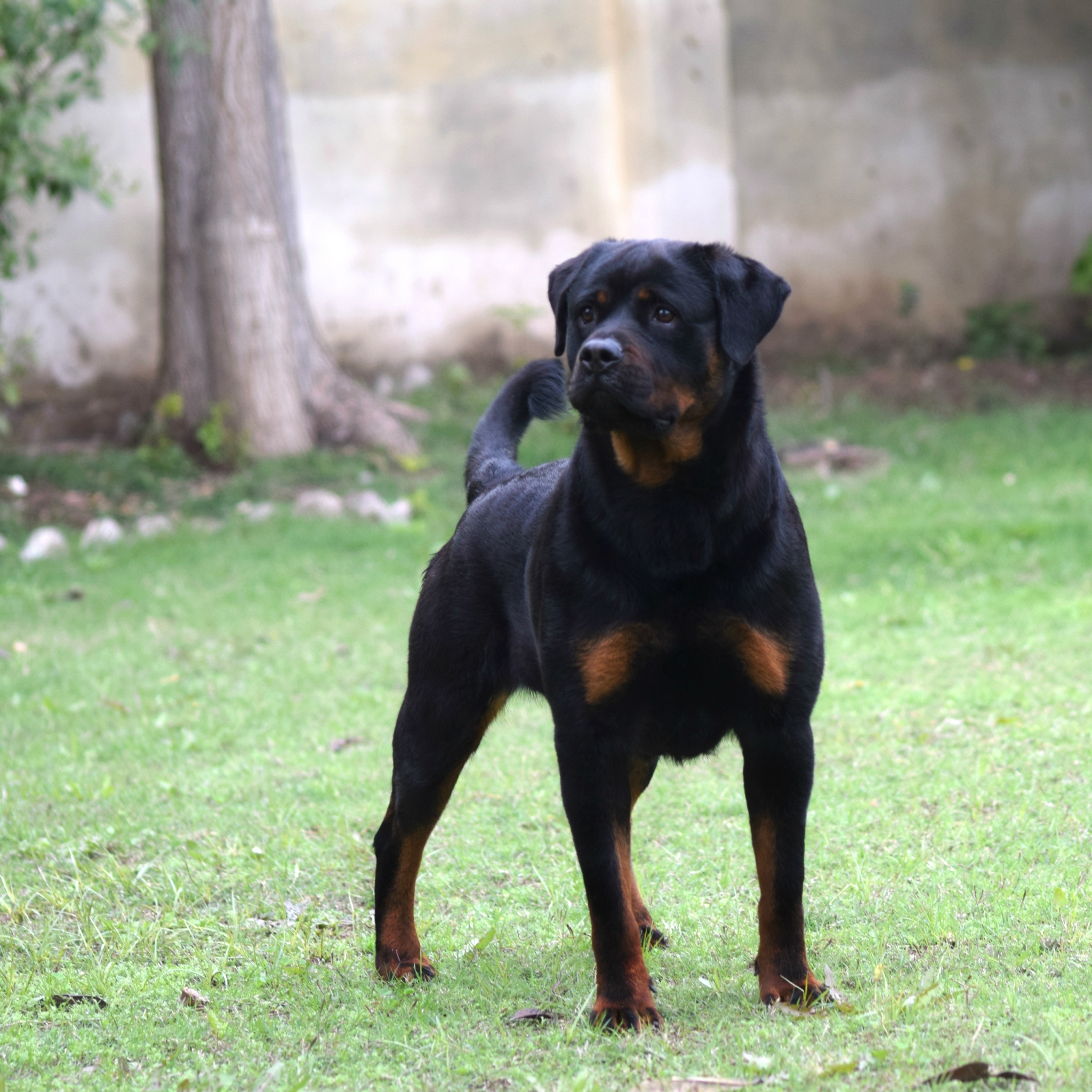 Download mobile wallpaper Dogs, Animal, Rottweiler for free.