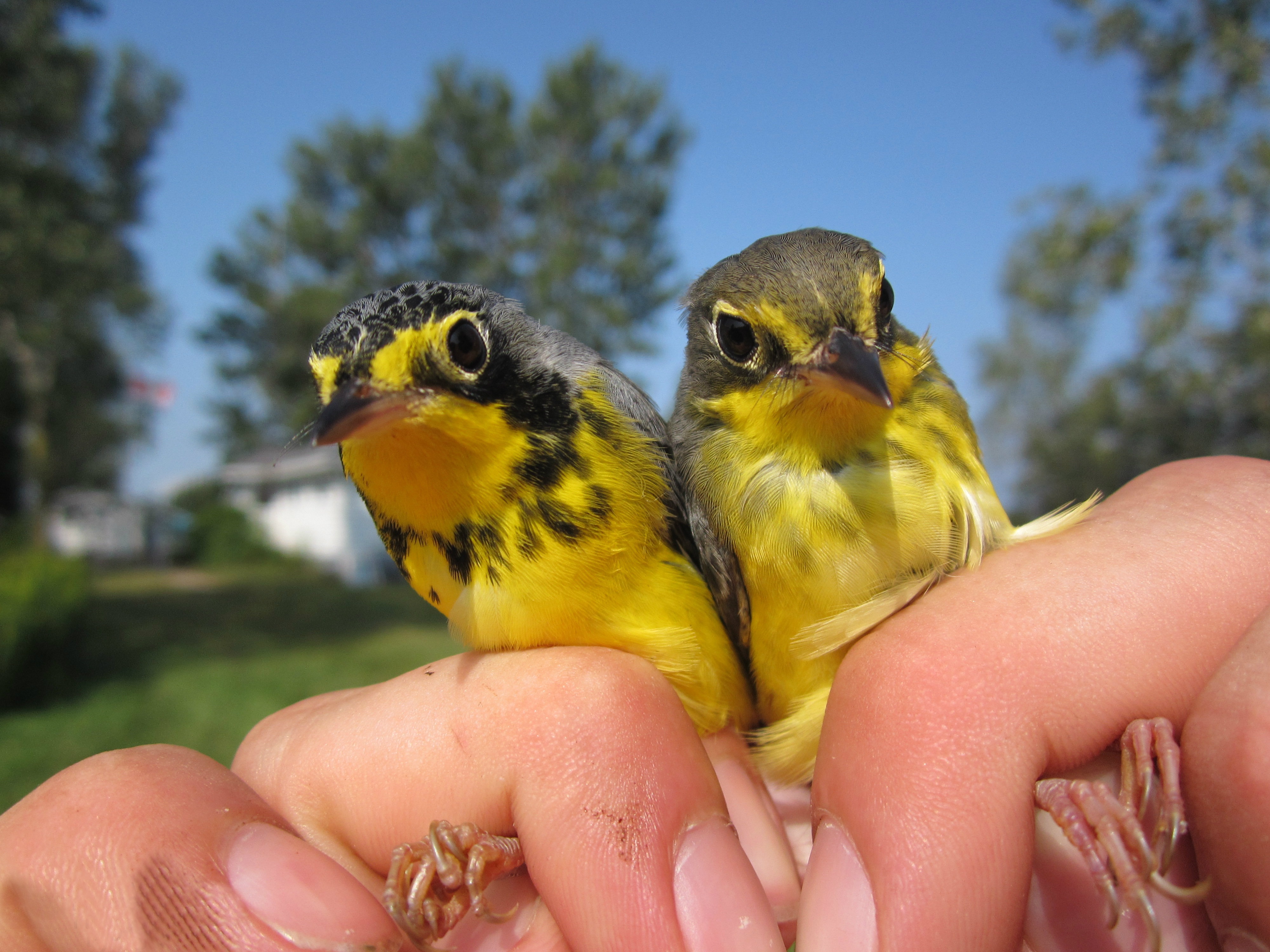 Laden Sie das Tiere, Vögel, Kanada Waldsänger-Bild kostenlos auf Ihren PC-Desktop herunter