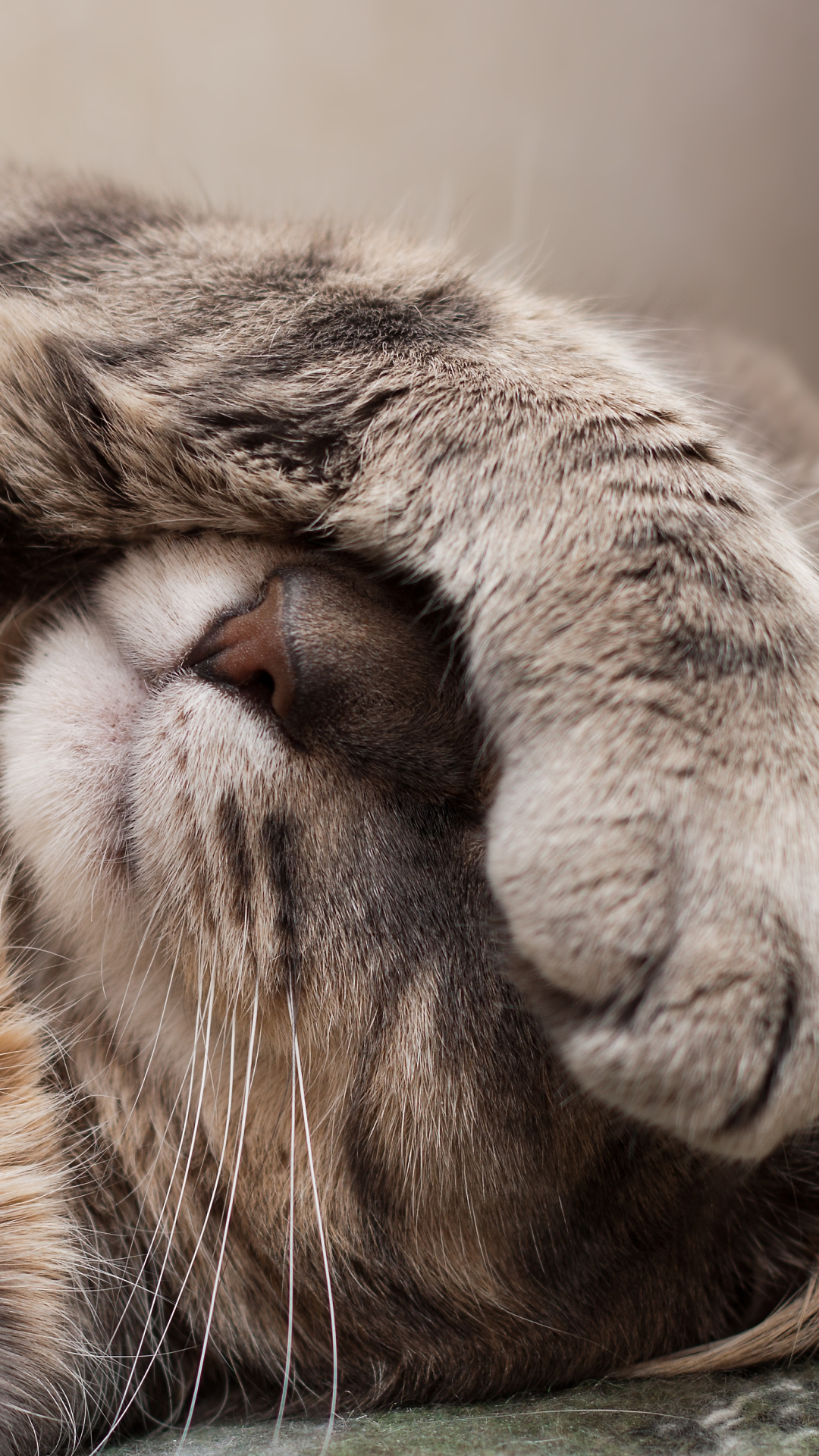 Baixar papel de parede para celular de Animais, Gatos, Gato gratuito.