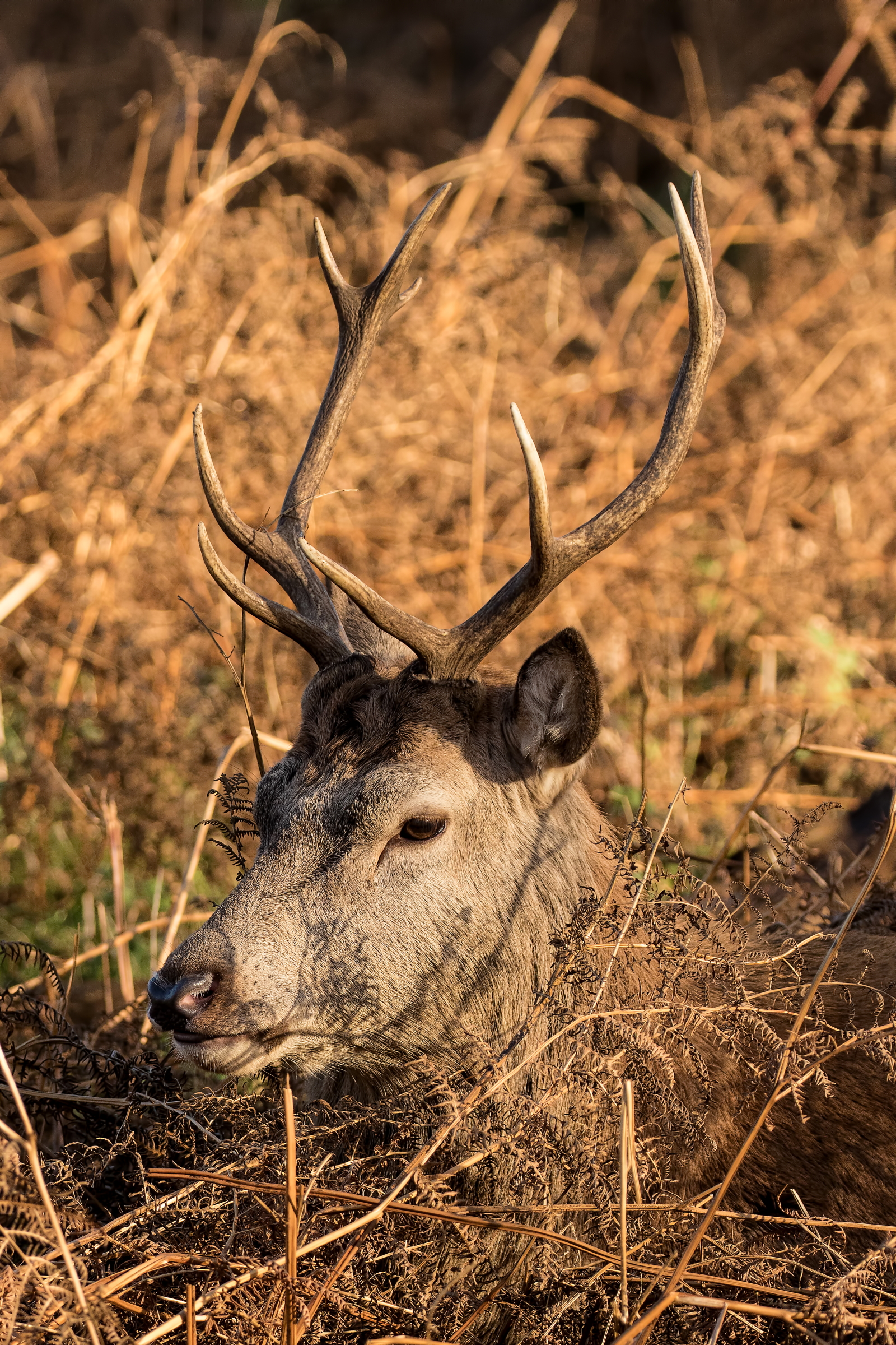 Free download wallpaper Animals, Profile, Horns, Deer on your PC desktop