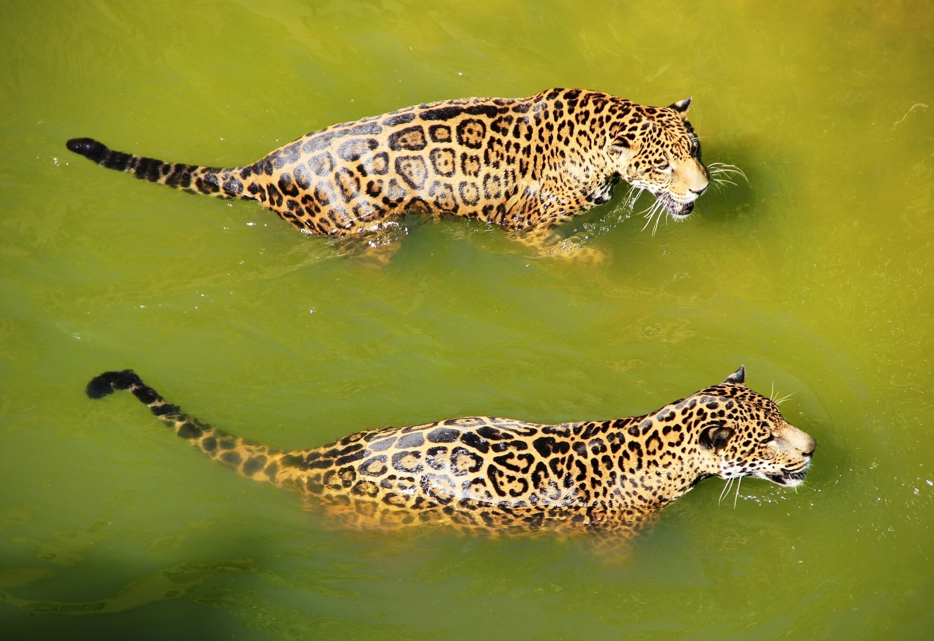 67648 скачать обои леопарды, большие кошки, животные, хищники, вода, плавать - заставки и картинки бесплатно