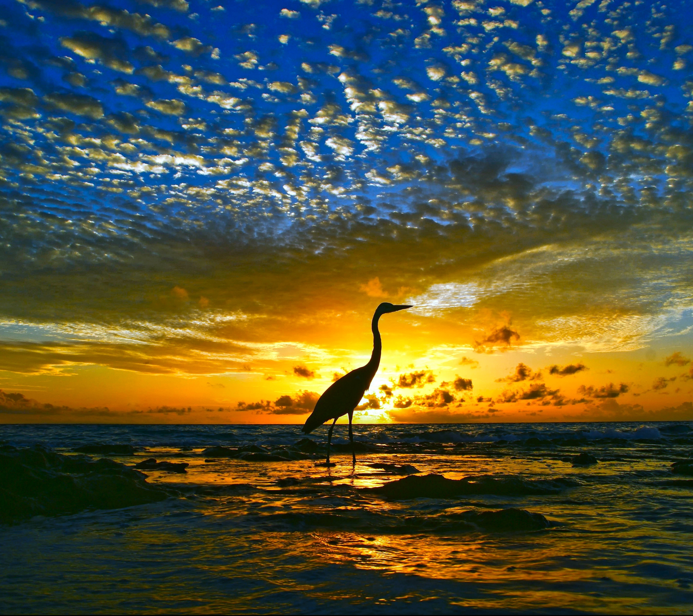 Laden Sie das Tiere, Vögel, Wasser, Reiher, Horizont, Vogel, Ozean, Sonnenuntergang-Bild kostenlos auf Ihren PC-Desktop herunter