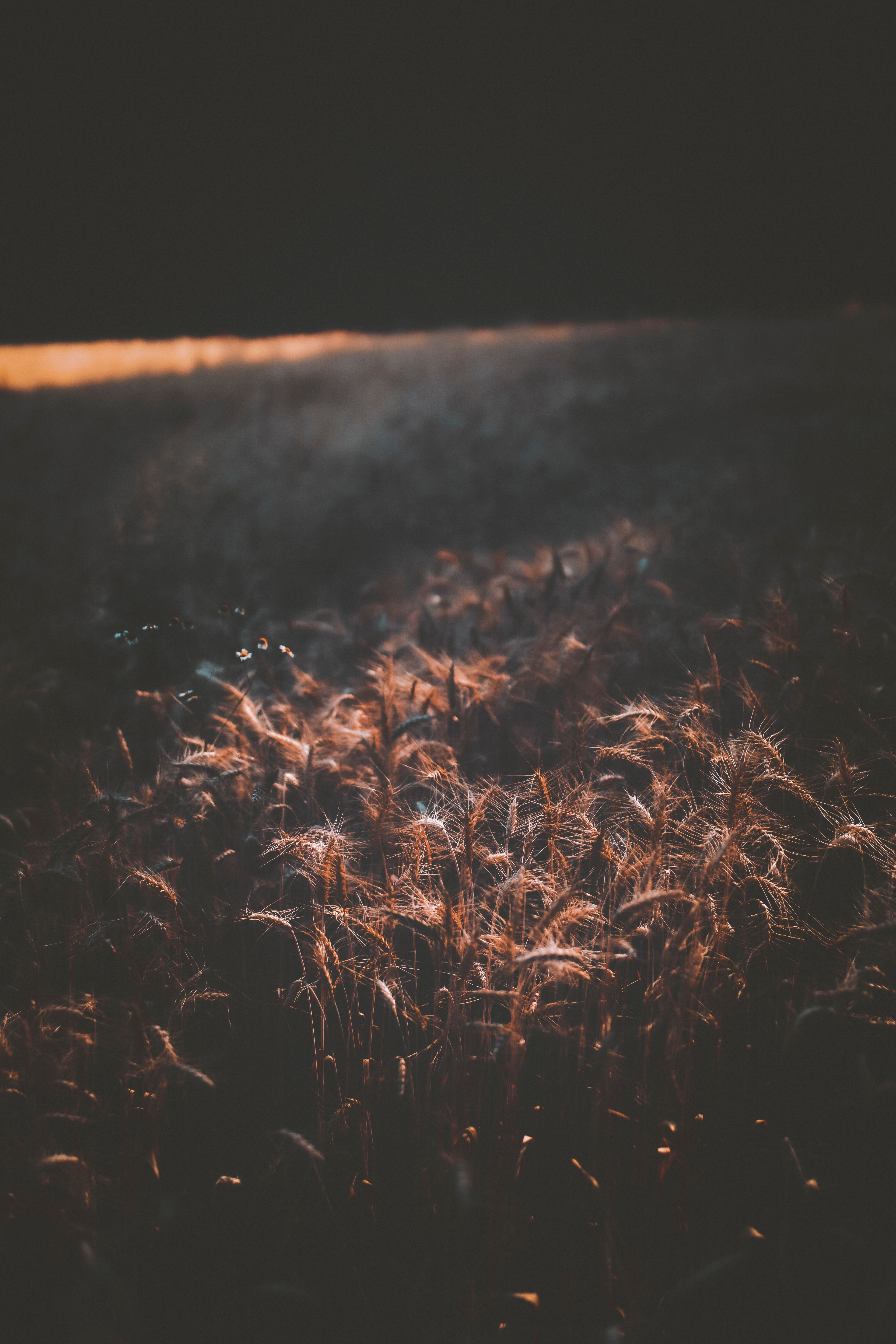 spikelets, wheat, cones, dark, field, shadow Phone Background