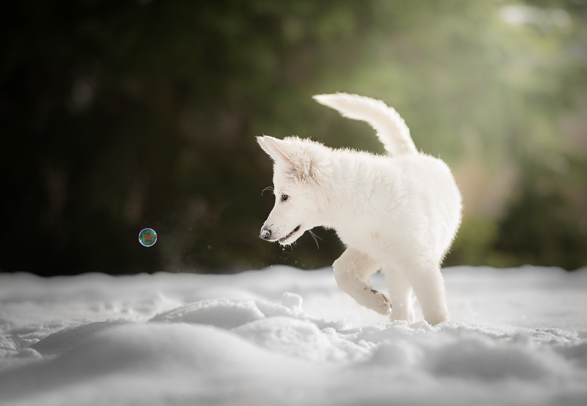 880304 descargar imagen animales, pastor blanco suizo, bebe animal, perro, cachorro, nieve: fondos de pantalla y protectores de pantalla gratis