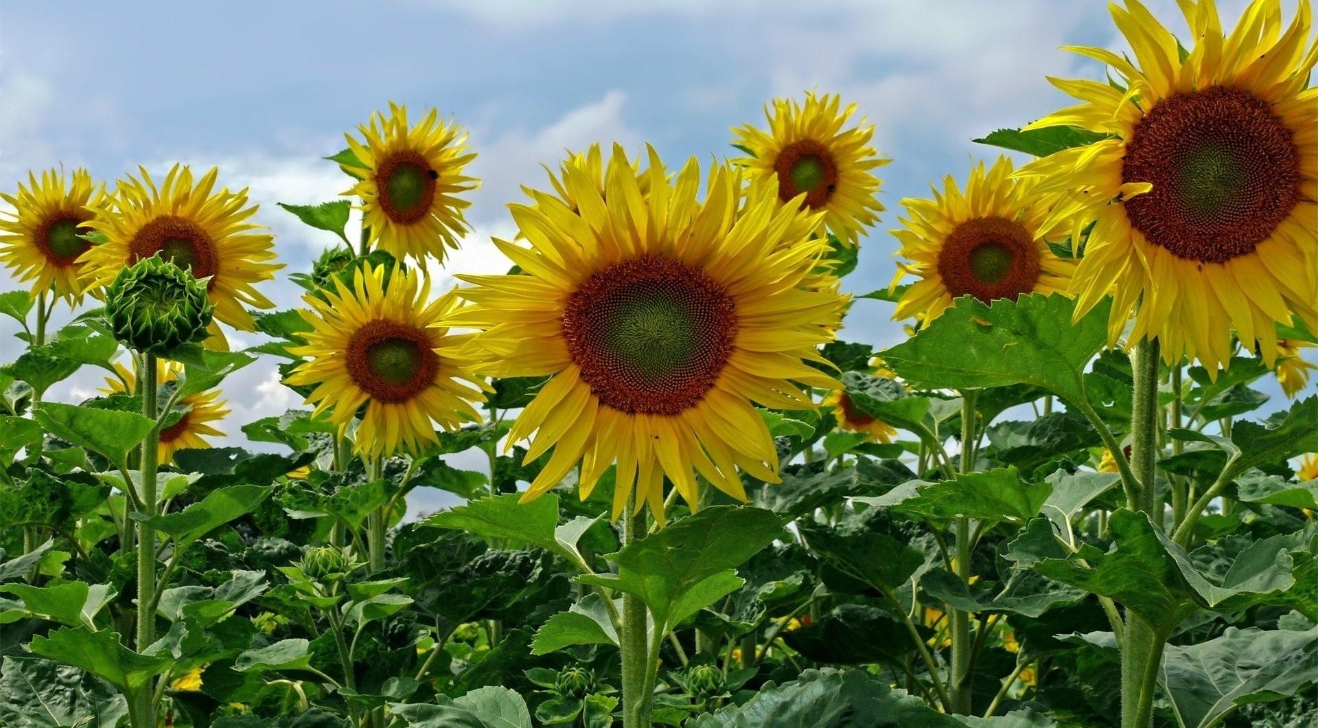 69313 Bildschirmschoner und Hintergrundbilder Sonnenblumen auf Ihrem Telefon. Laden Sie  Bilder kostenlos herunter