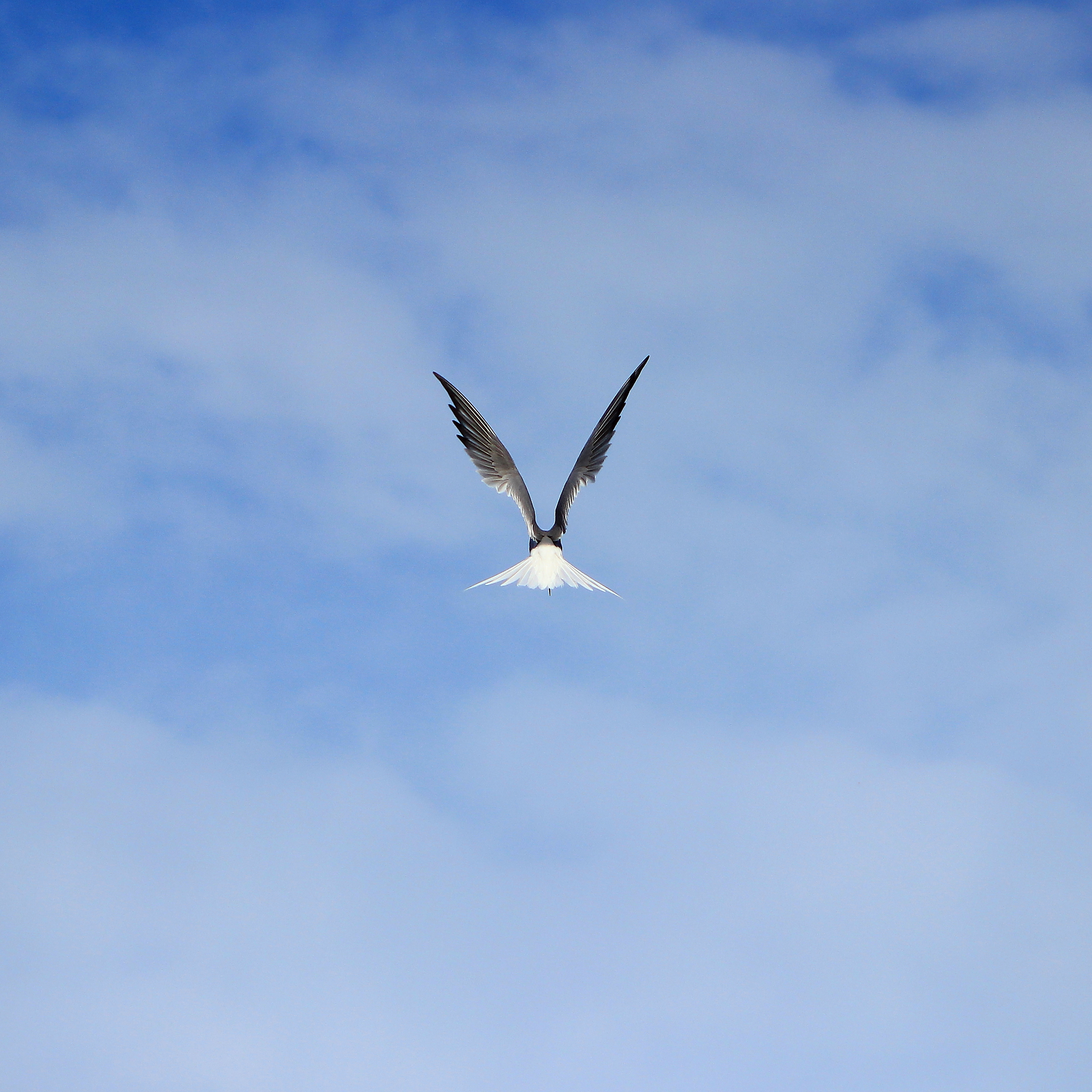 seagull, wings, sky, animals, bird, flight, gull