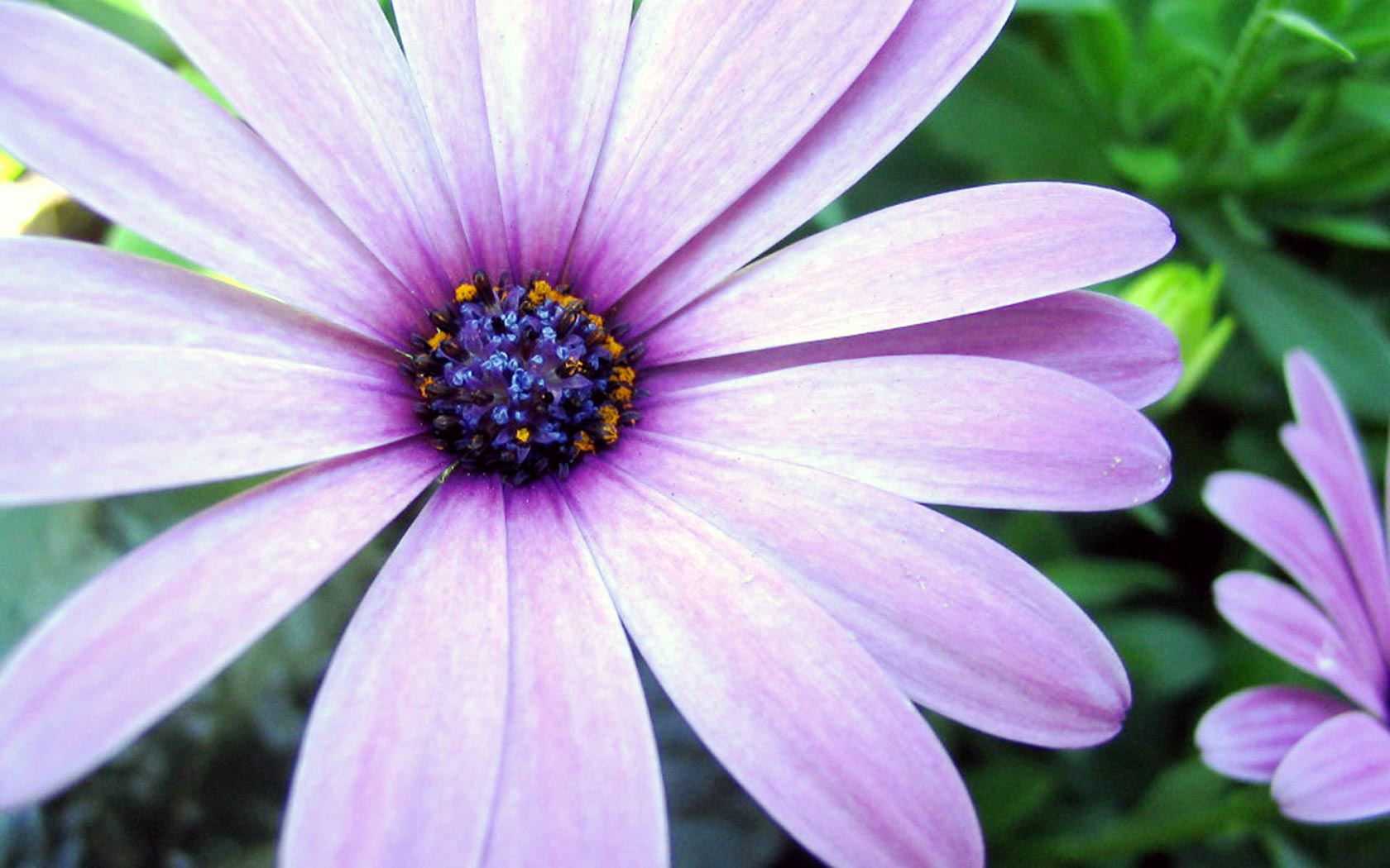 521114 скачать обои фиолетовый цветок, земля/природа, дейзи, цветок, флауэрсы - заставки и картинки бесплатно