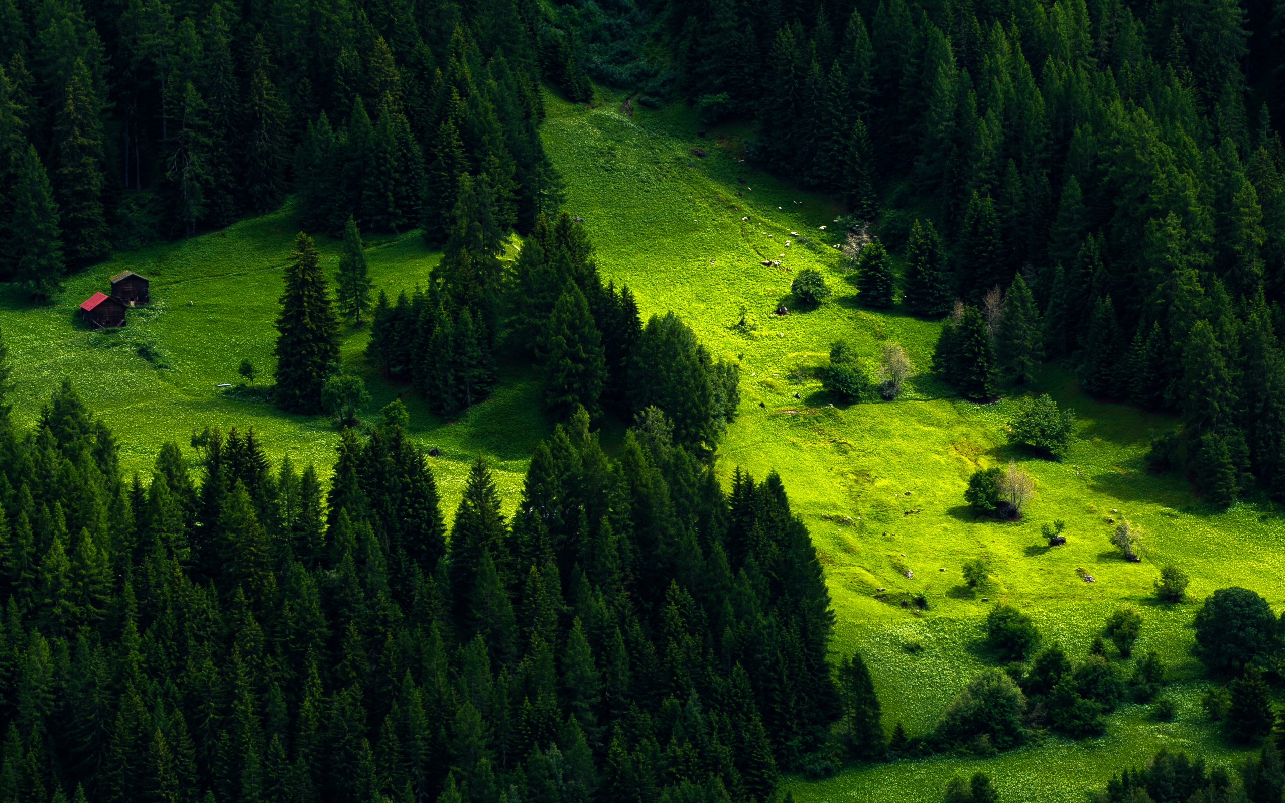 Download mobile wallpaper Nature, Forest, Earth for free.