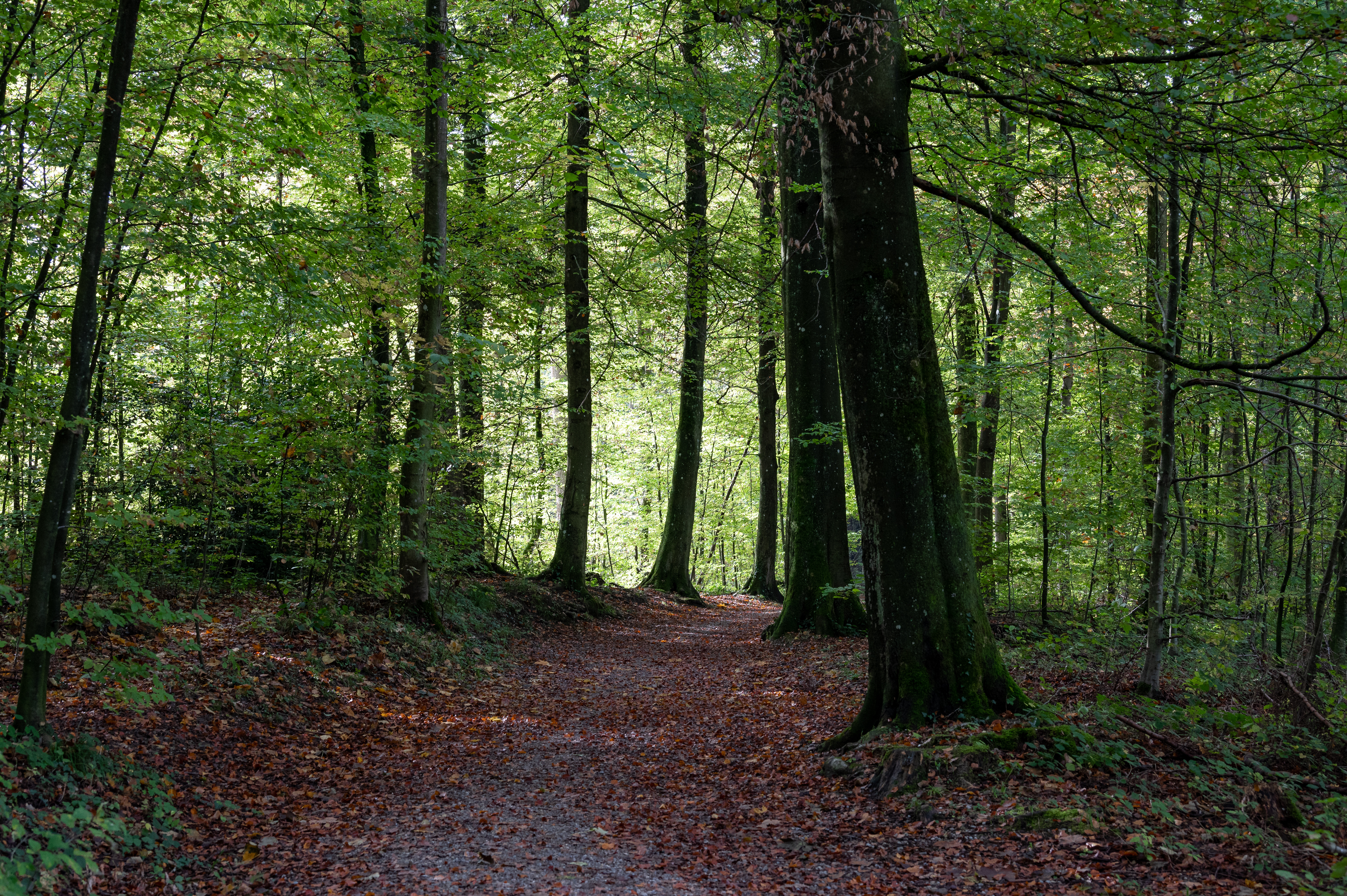 Laden Sie das Pfad, Laub, Natur, Wald, Bäume, Herbst-Bild kostenlos auf Ihren PC-Desktop herunter