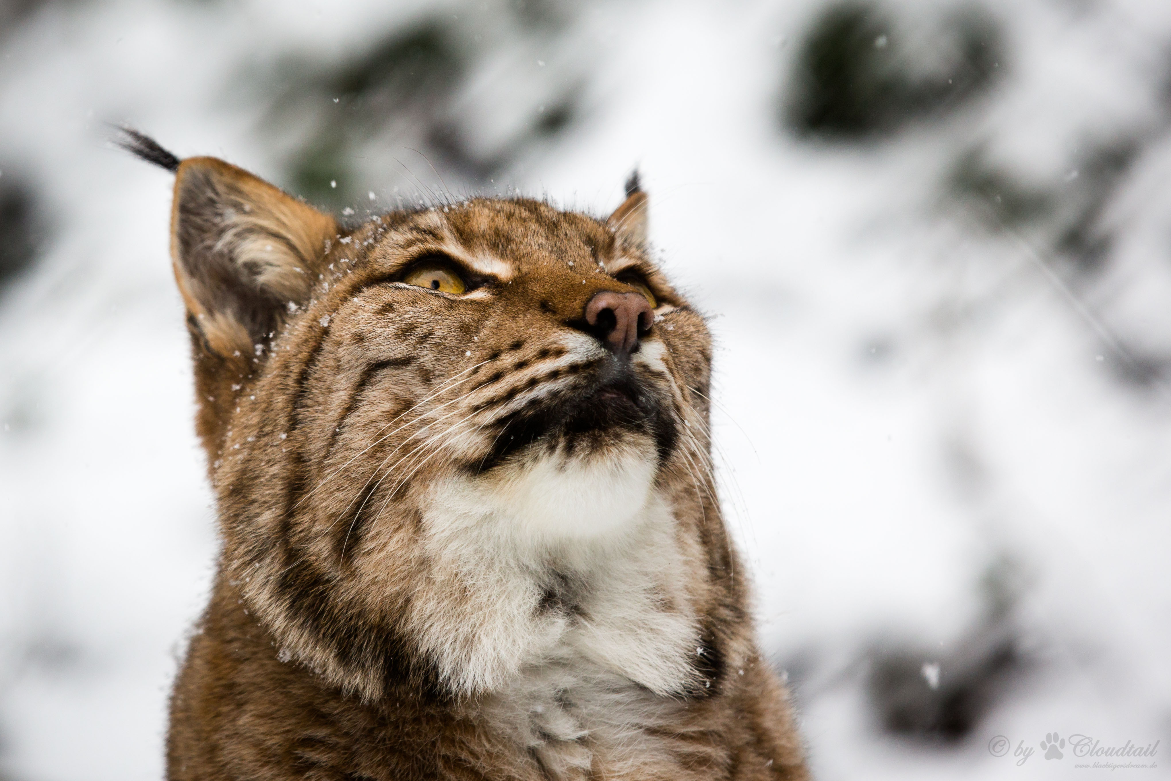 Descarga gratuita de fondo de pantalla para móvil de Animales, Gatos, Bozal, Lince.