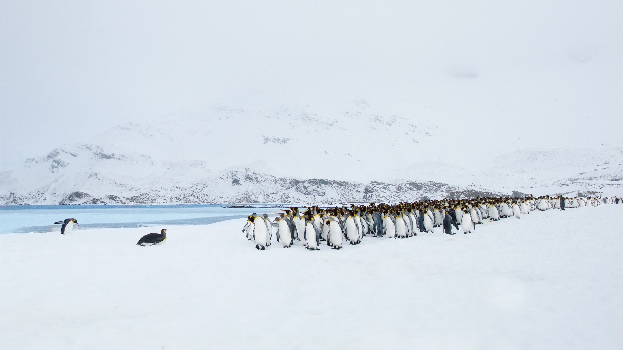 Baixar papel de parede para celular de Animais, Aves, Neve, Pinguim gratuito.