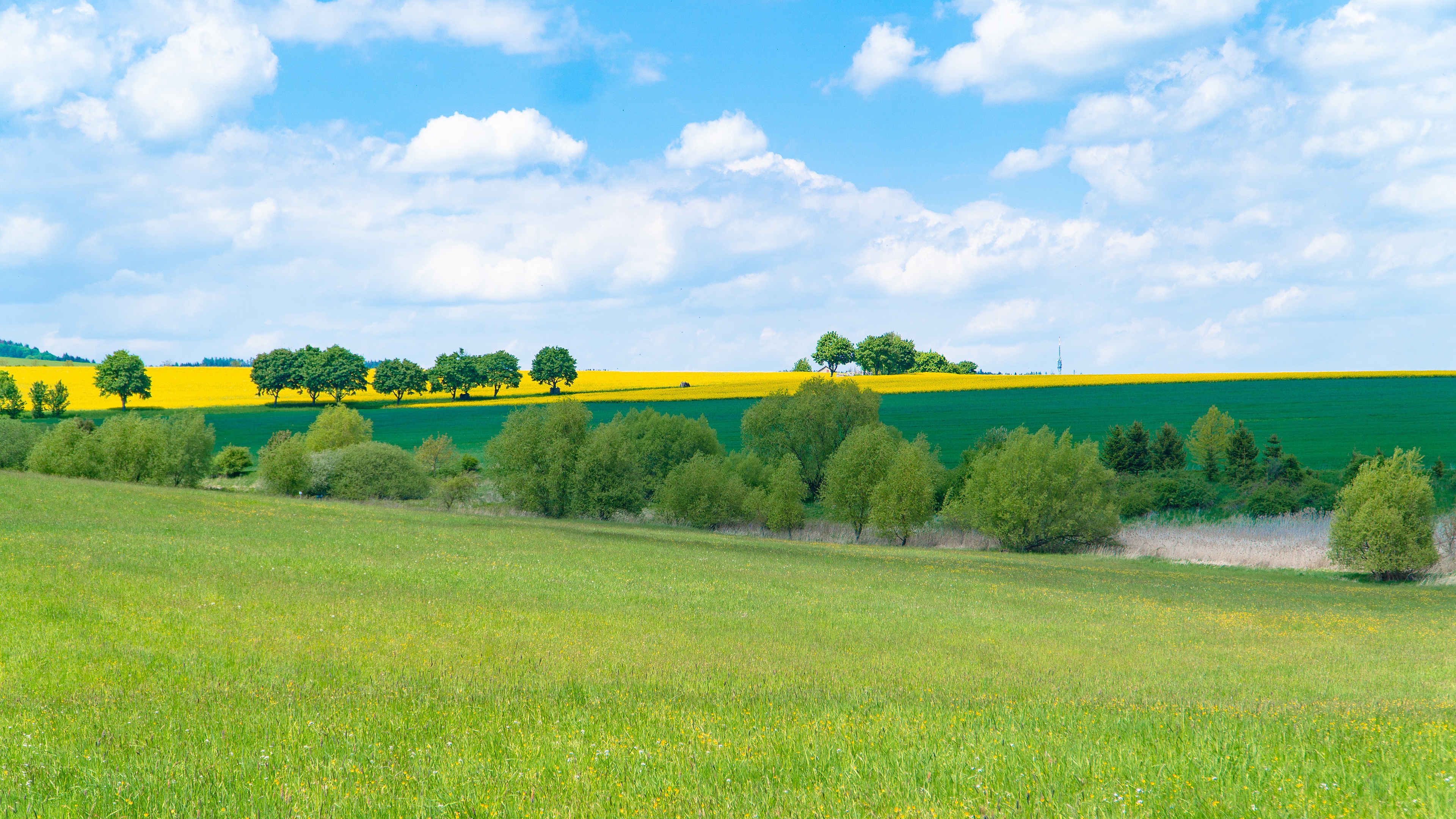 Download mobile wallpaper Landscape, Grass, Sky, Bush, Earth, Field, Cloud, Rapeseed for free.