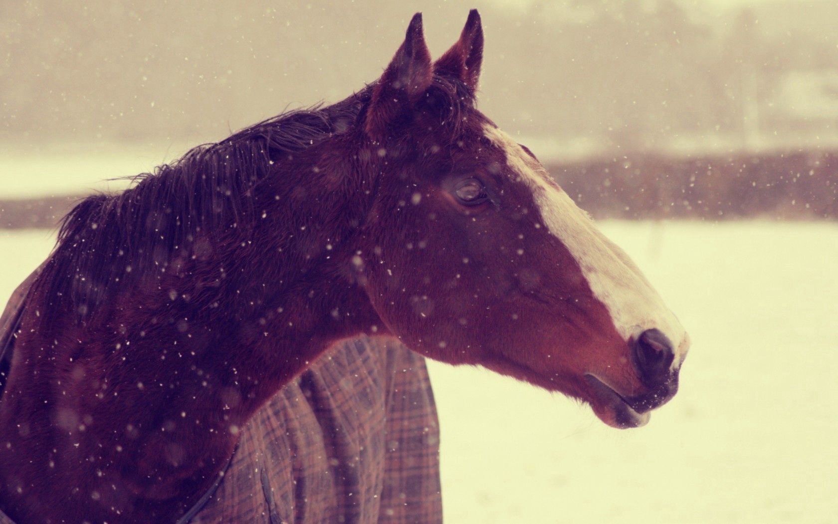 Скачать обои бесплатно Конь, Животные, Снег, Морда, Лошадь, Фон, Зима картинка на рабочий стол ПК