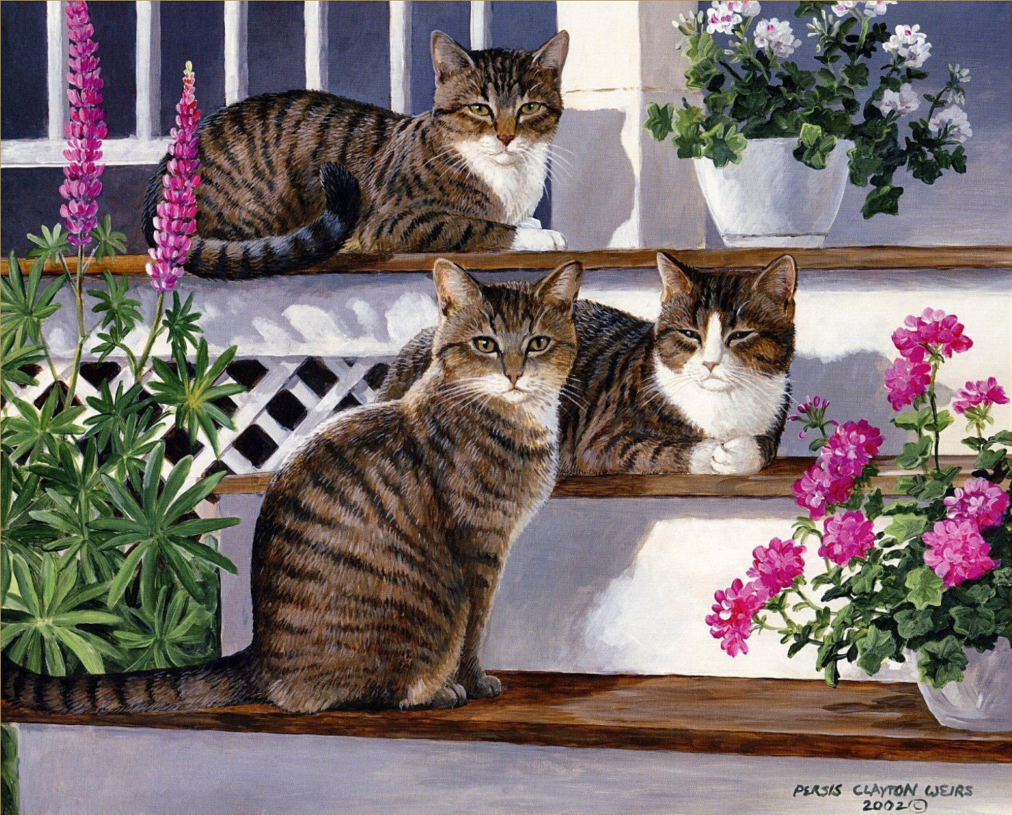 Free download wallpaper Cats, Cat, Animal on your PC desktop