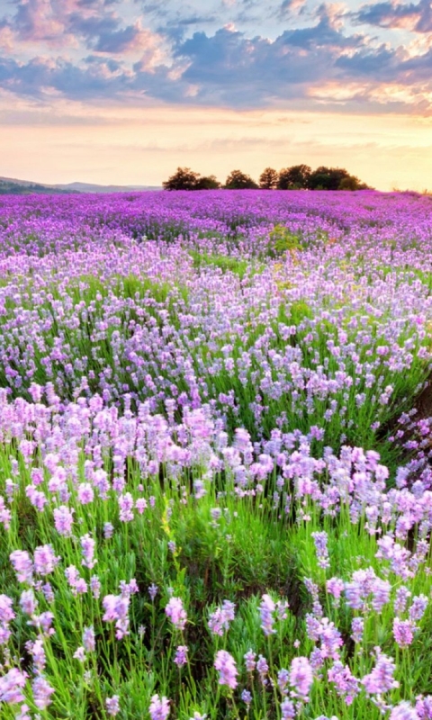 Téléchargez des papiers peints mobile Fleurs, Lavande, Terre/nature gratuitement.