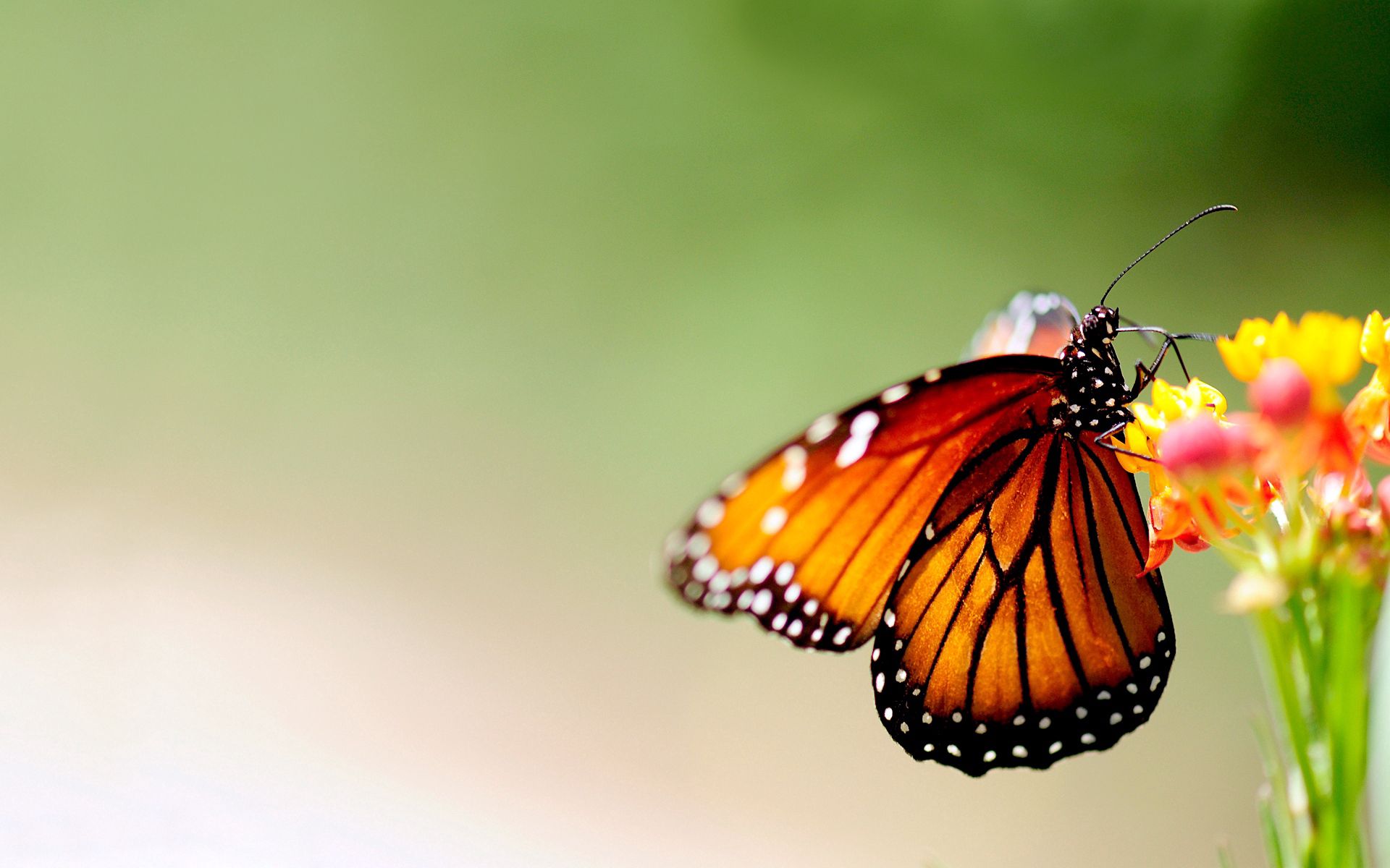 無料モバイル壁紙昆虫, 大きい, マクロ, 明るい, バタフライ, 翼, パターン, 蝶をダウンロードします。