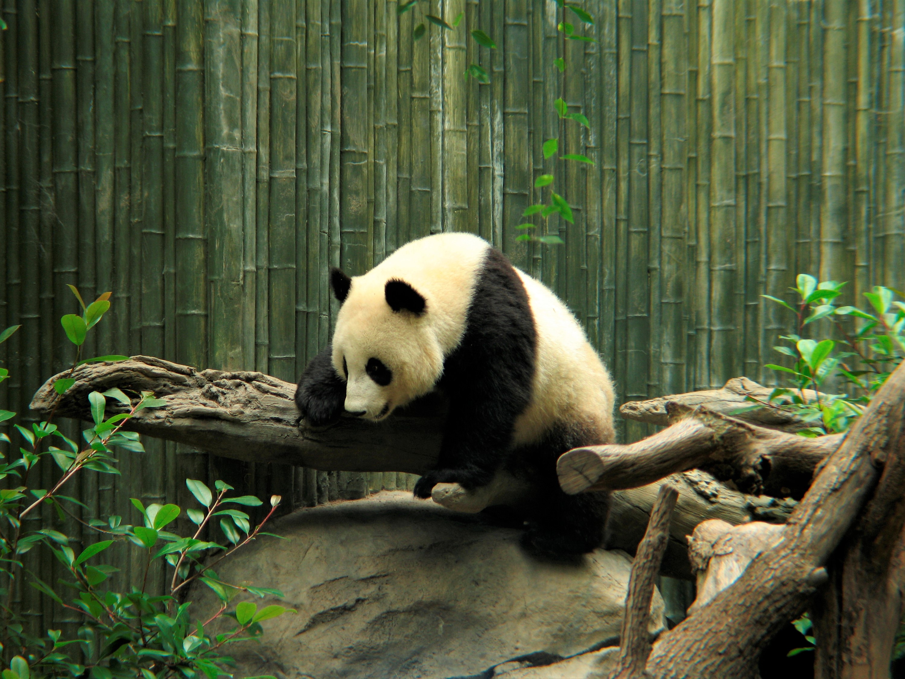 868731壁紙のダウンロード動物, パンダ, 可愛い, 動物園-スクリーンセーバーと写真を無料で