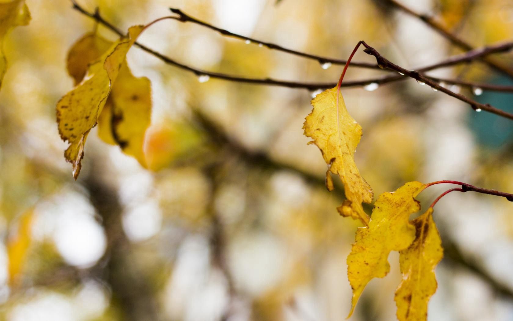 Download mobile wallpaper Wood, Tree, Leaves, Macro, Drops, Autumn, Rain for free.