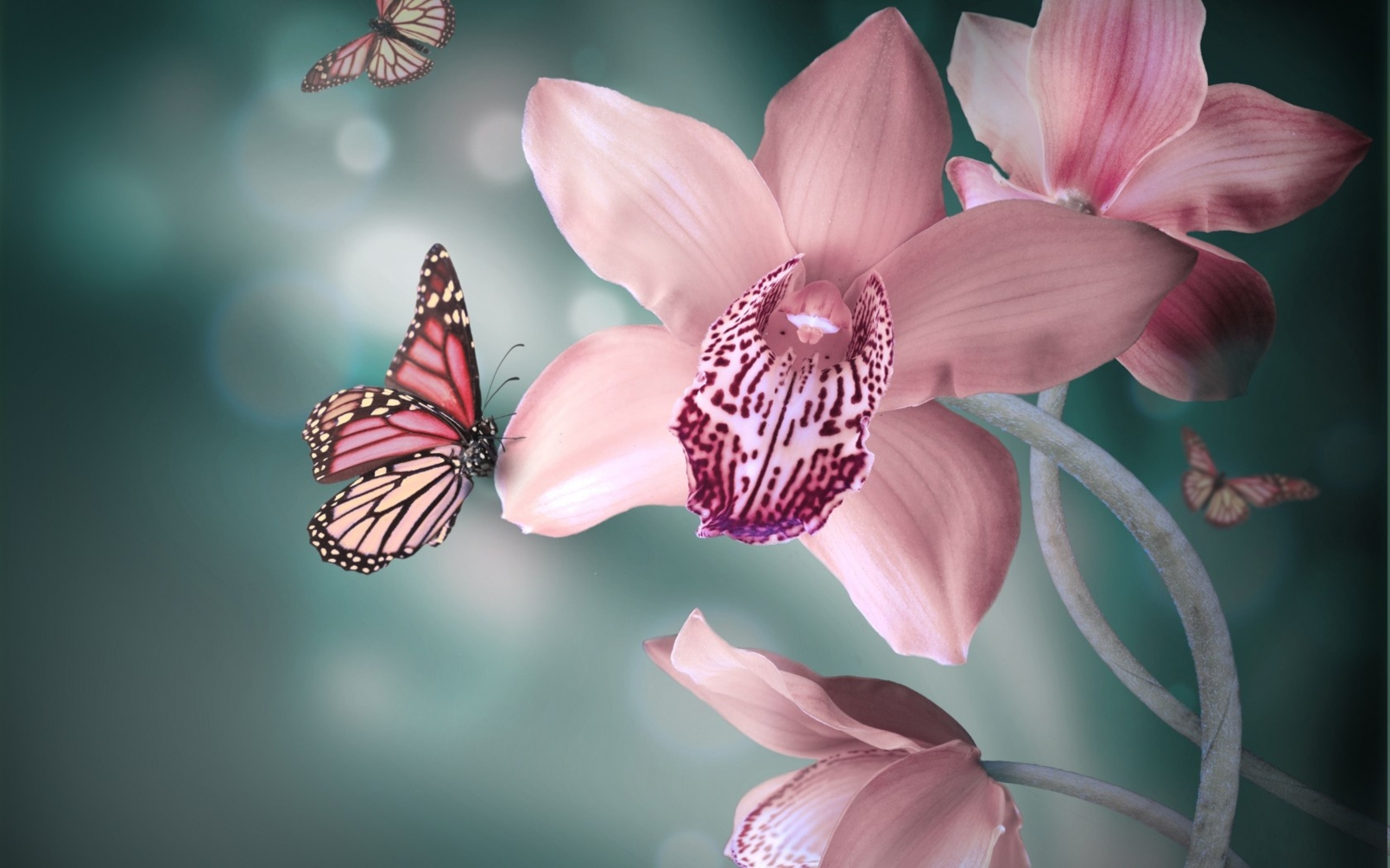 Скачать обои бесплатно Животные, Бабочка, Орхидея картинка на рабочий стол ПК