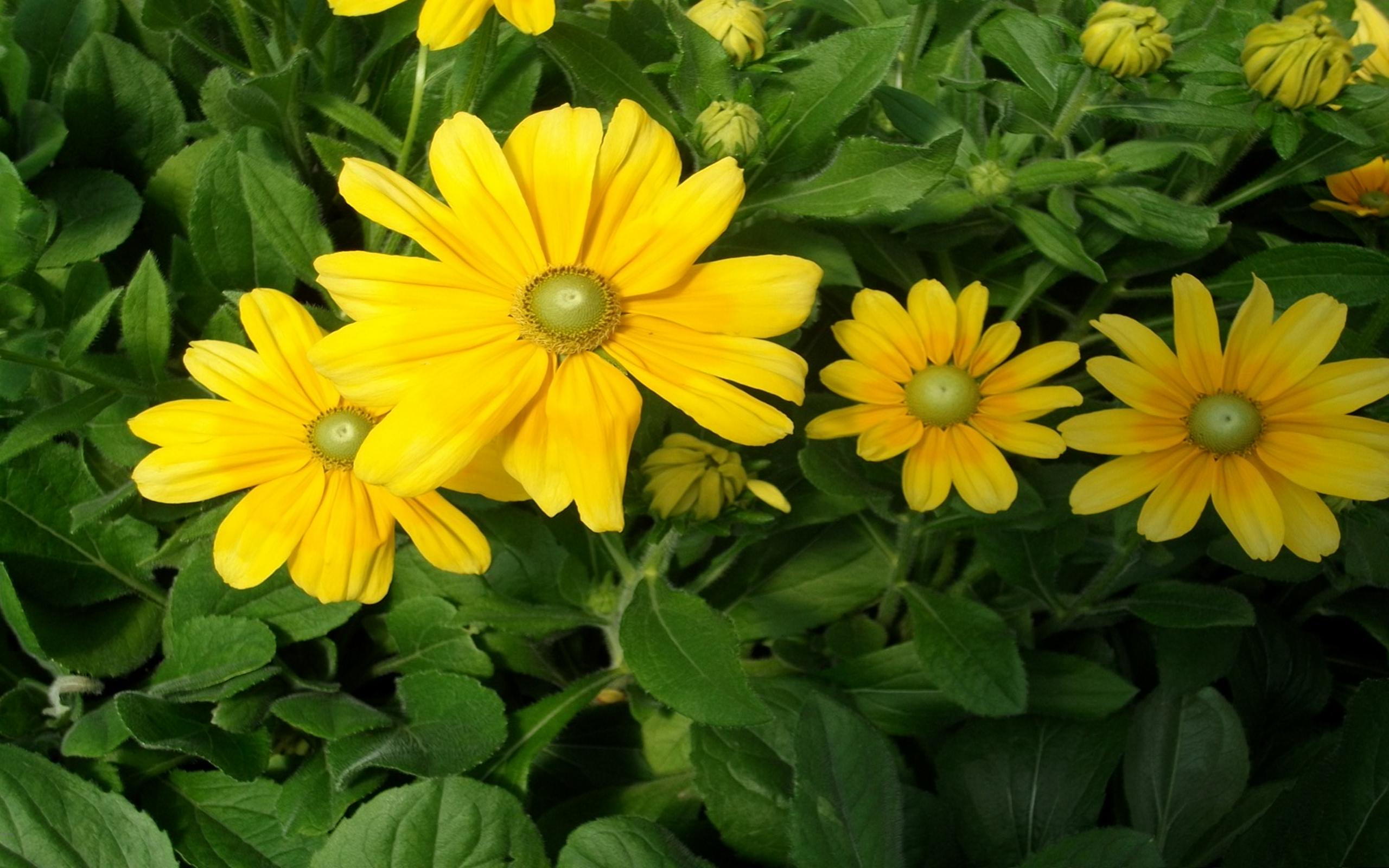 Download mobile wallpaper Flowers, Flower, Leaf, Earth, Daisy, Yellow Flower for free.
