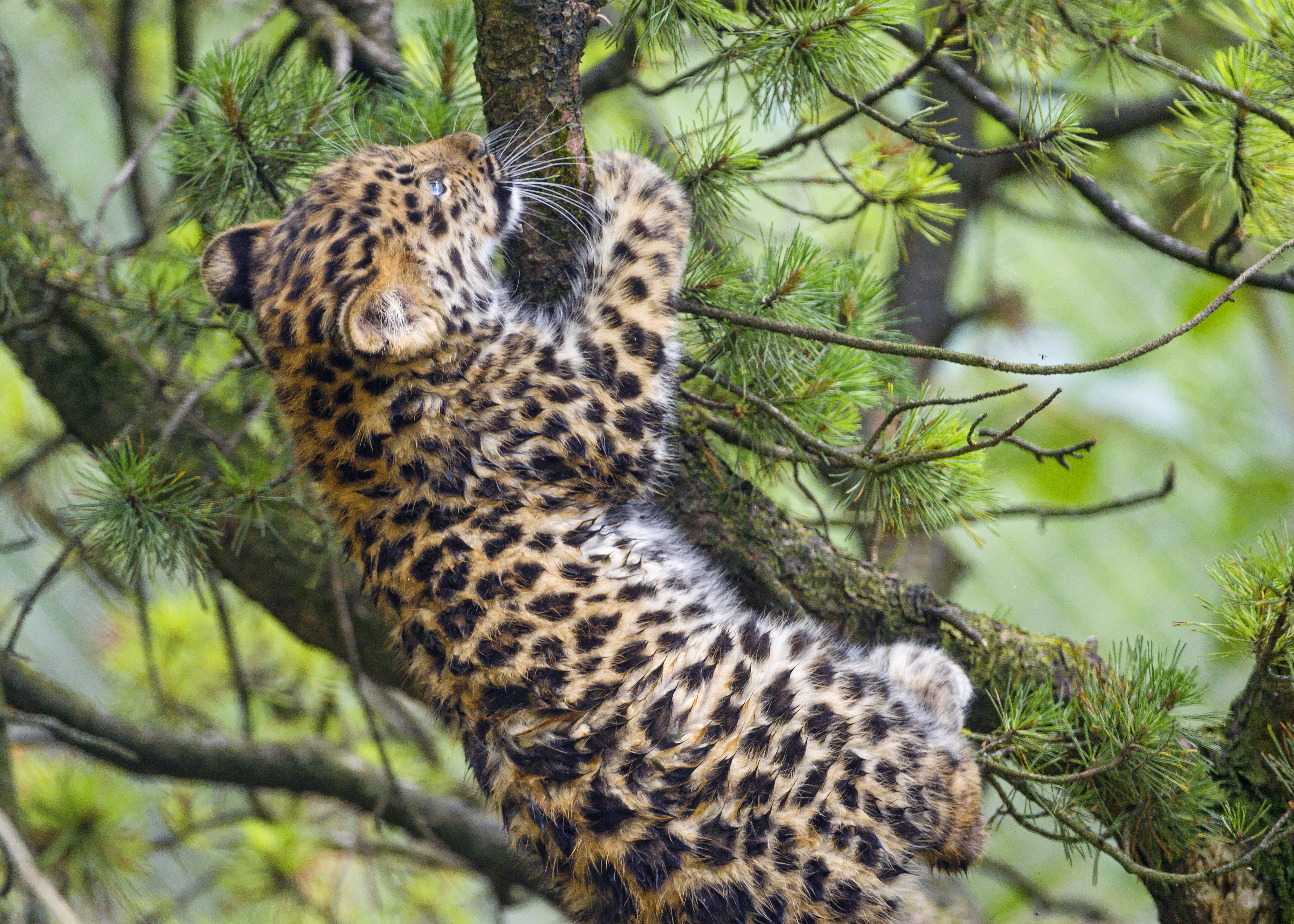 Die besten Amur Leopard-Hintergründe für den Telefonbildschirm