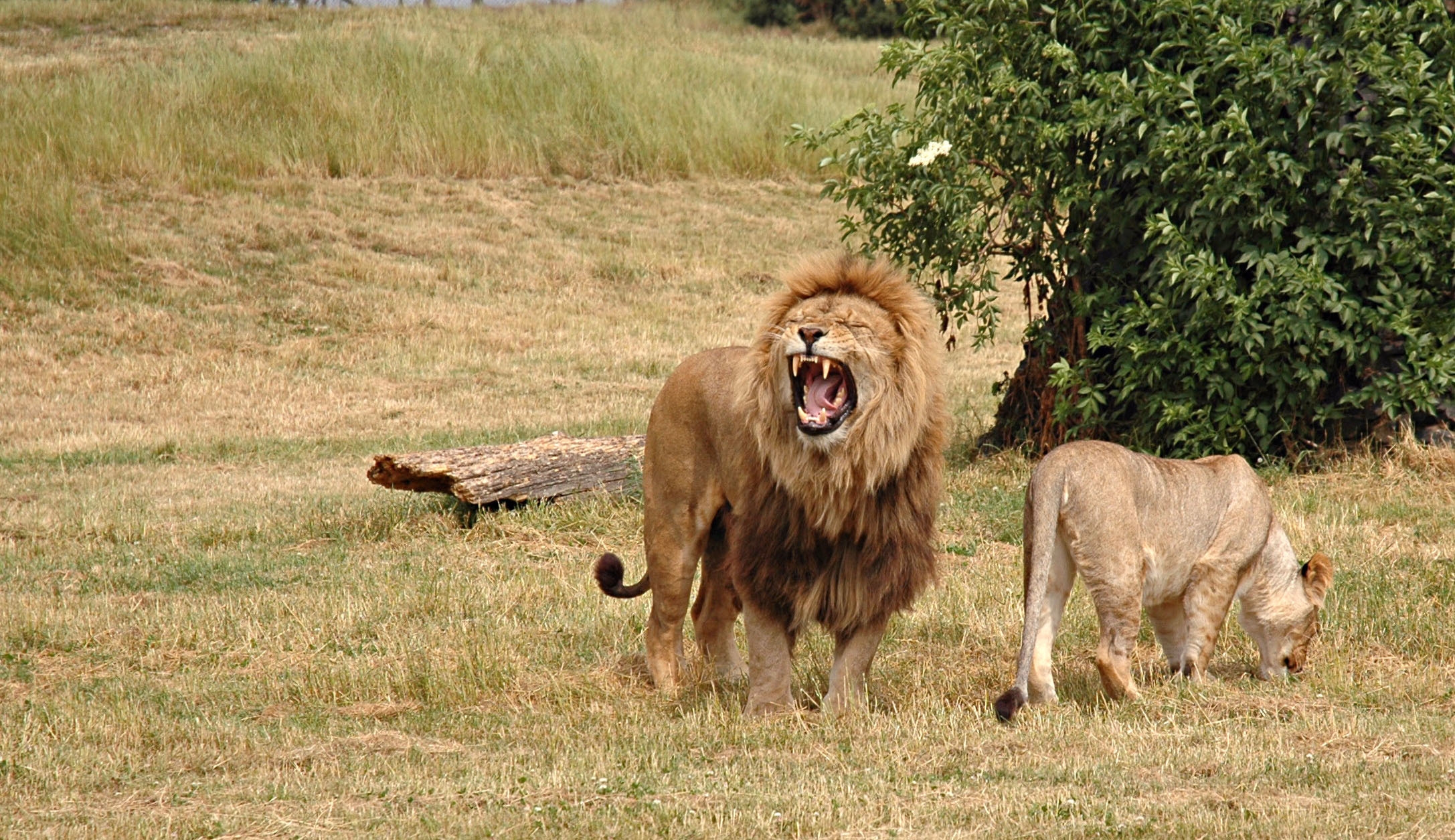 aggression, lioness, animals, grass, wood, tree, field, lion, hunting, hunt, log lock screen backgrounds