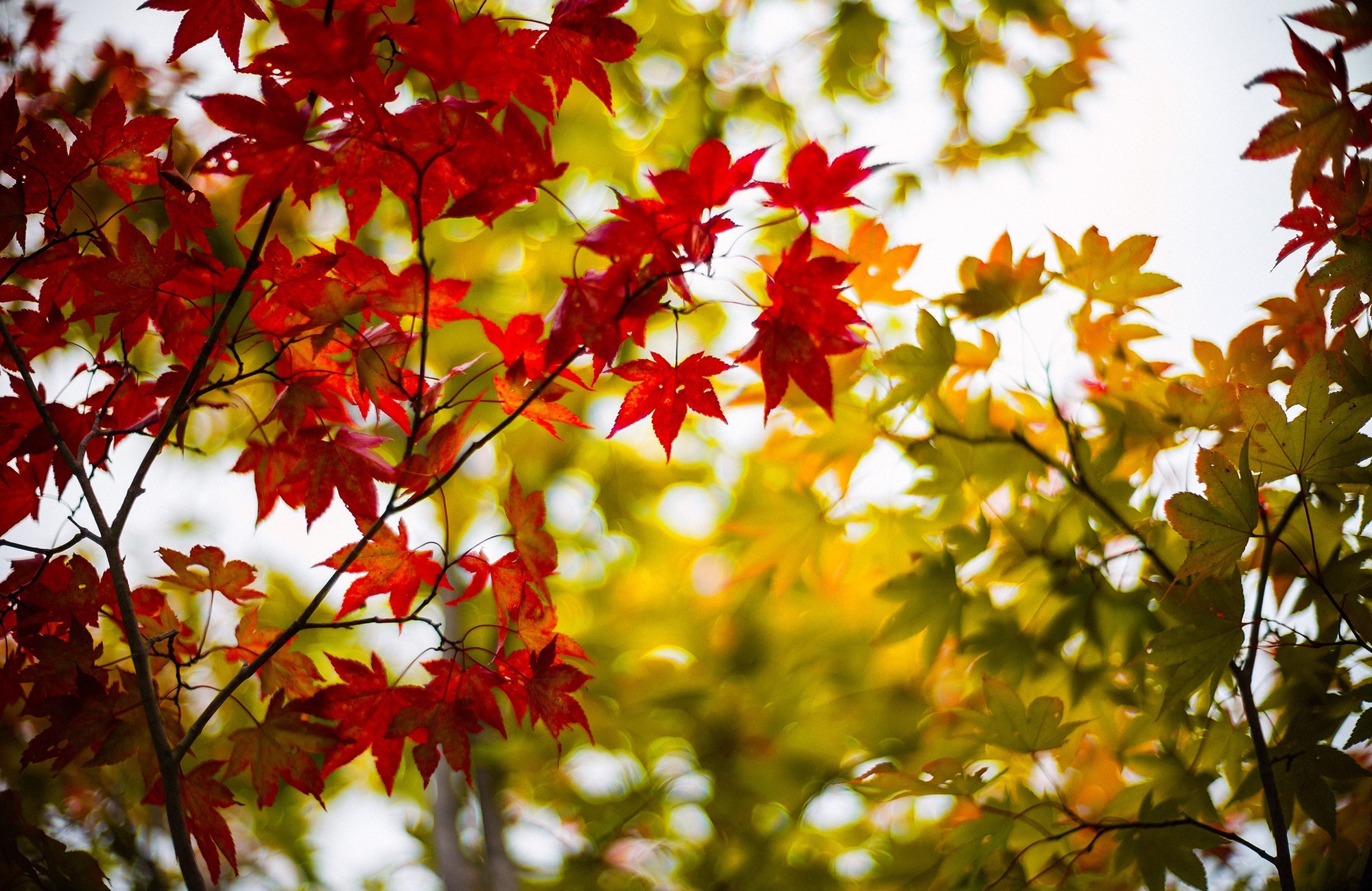 Download mobile wallpaper Leaf, Fall, Earth for free.