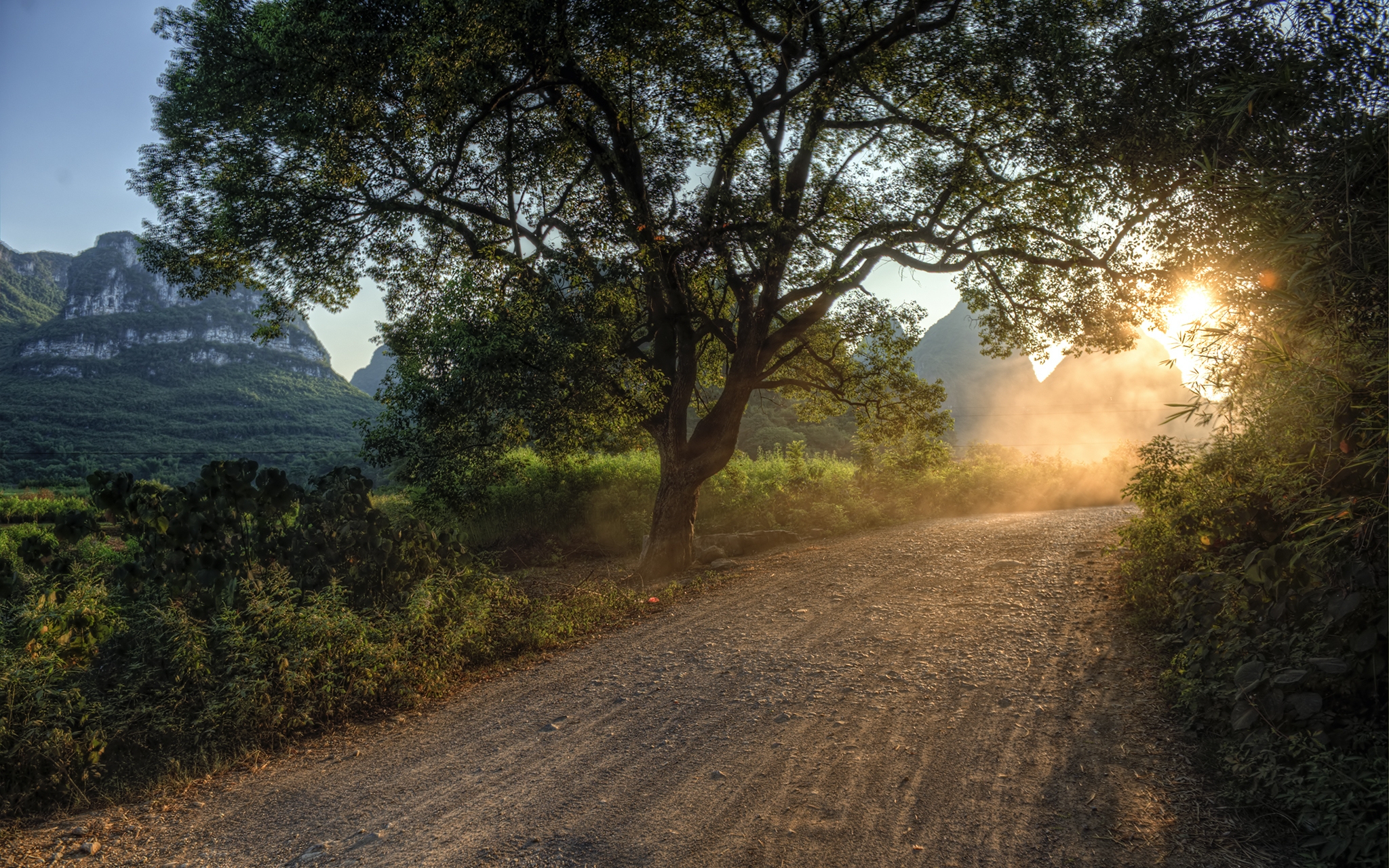 light, country, nature, trees, sun, dawn, shine, road, path, morning, way, countryside, awakening 4K for PC